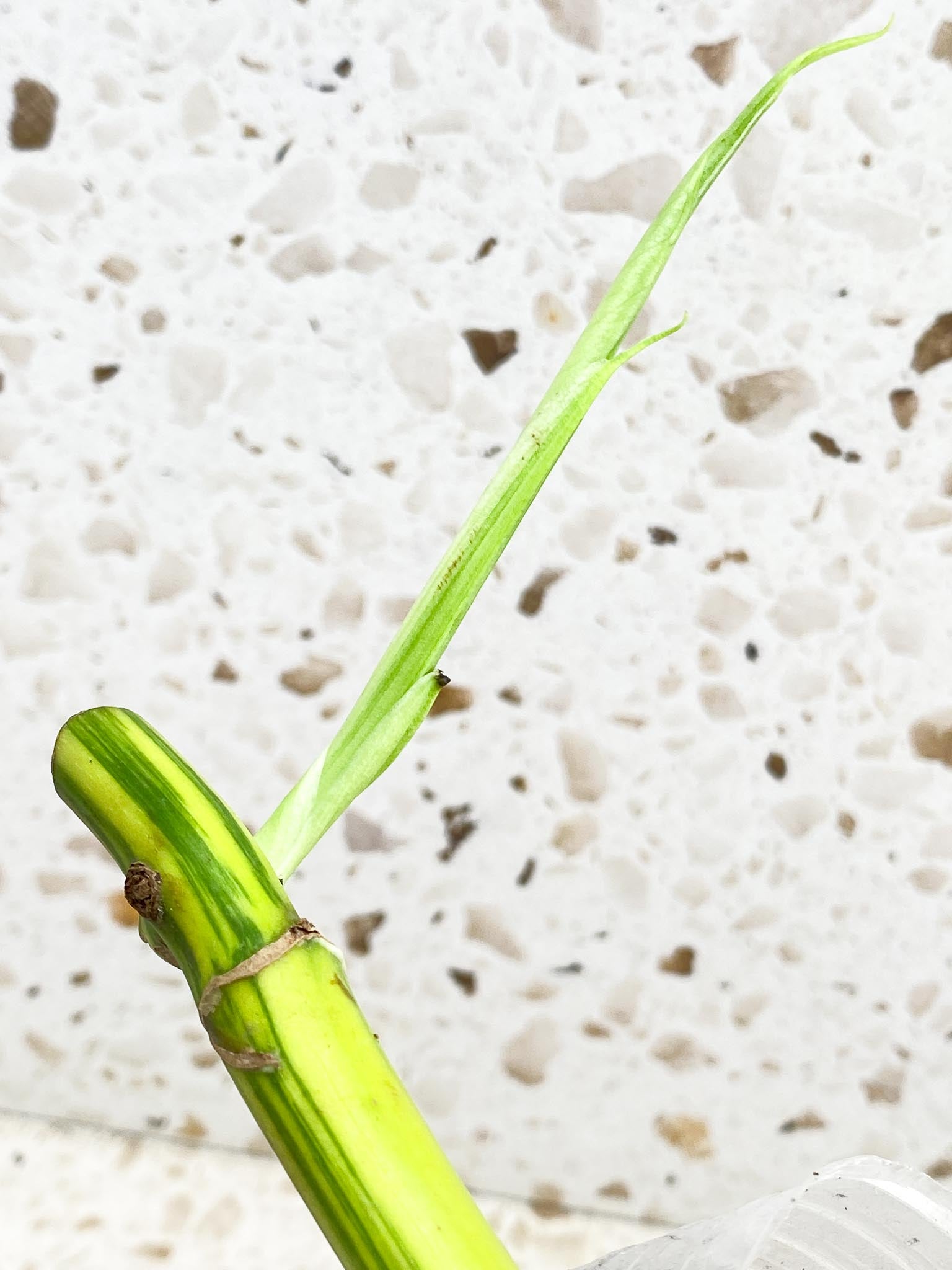 Monstera Aurea Tricolor multiple nodes with big sprout (rooting)