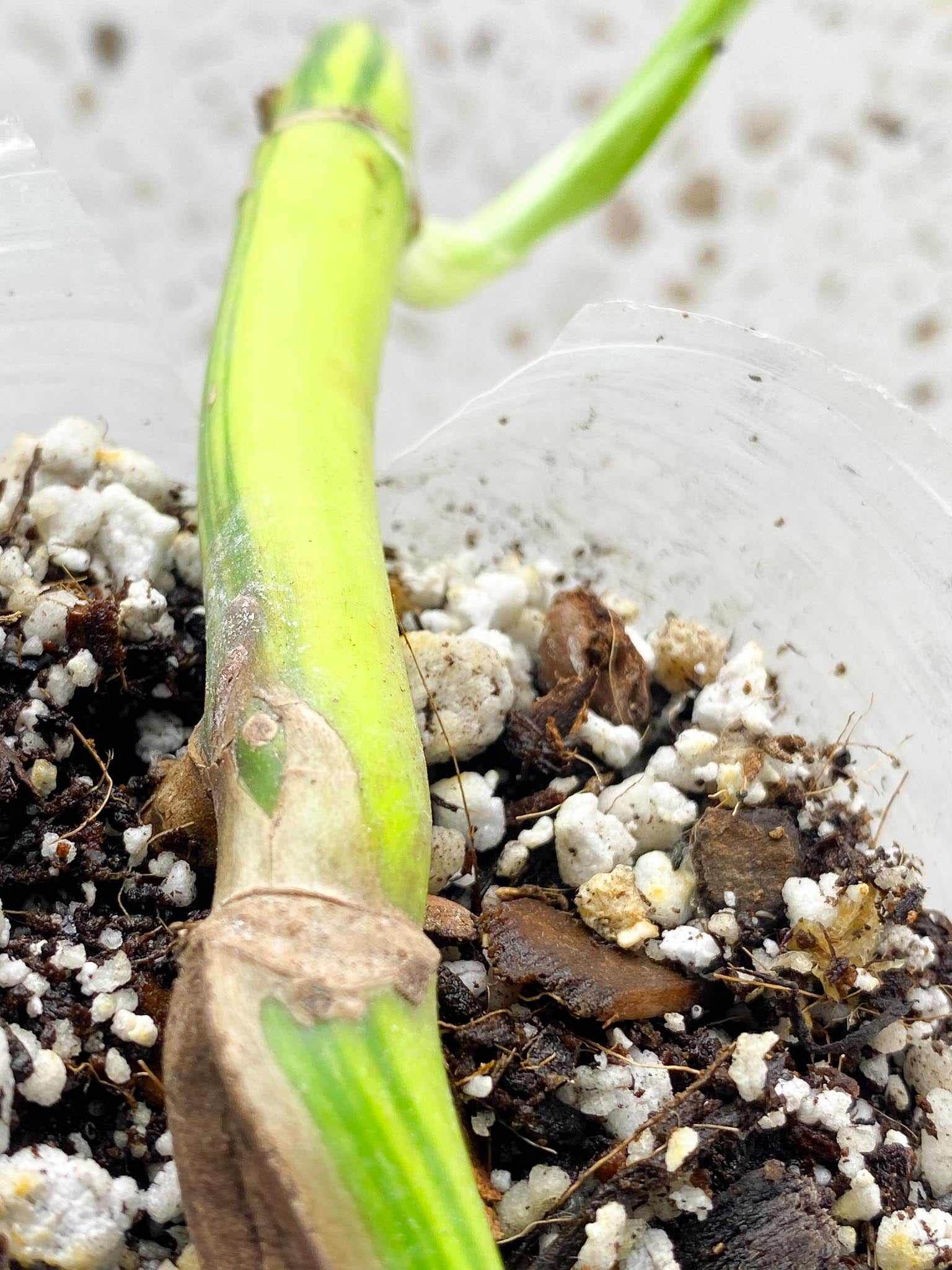 Monstera Aurea Tricolor multiple nodes with big sprout (rooting)