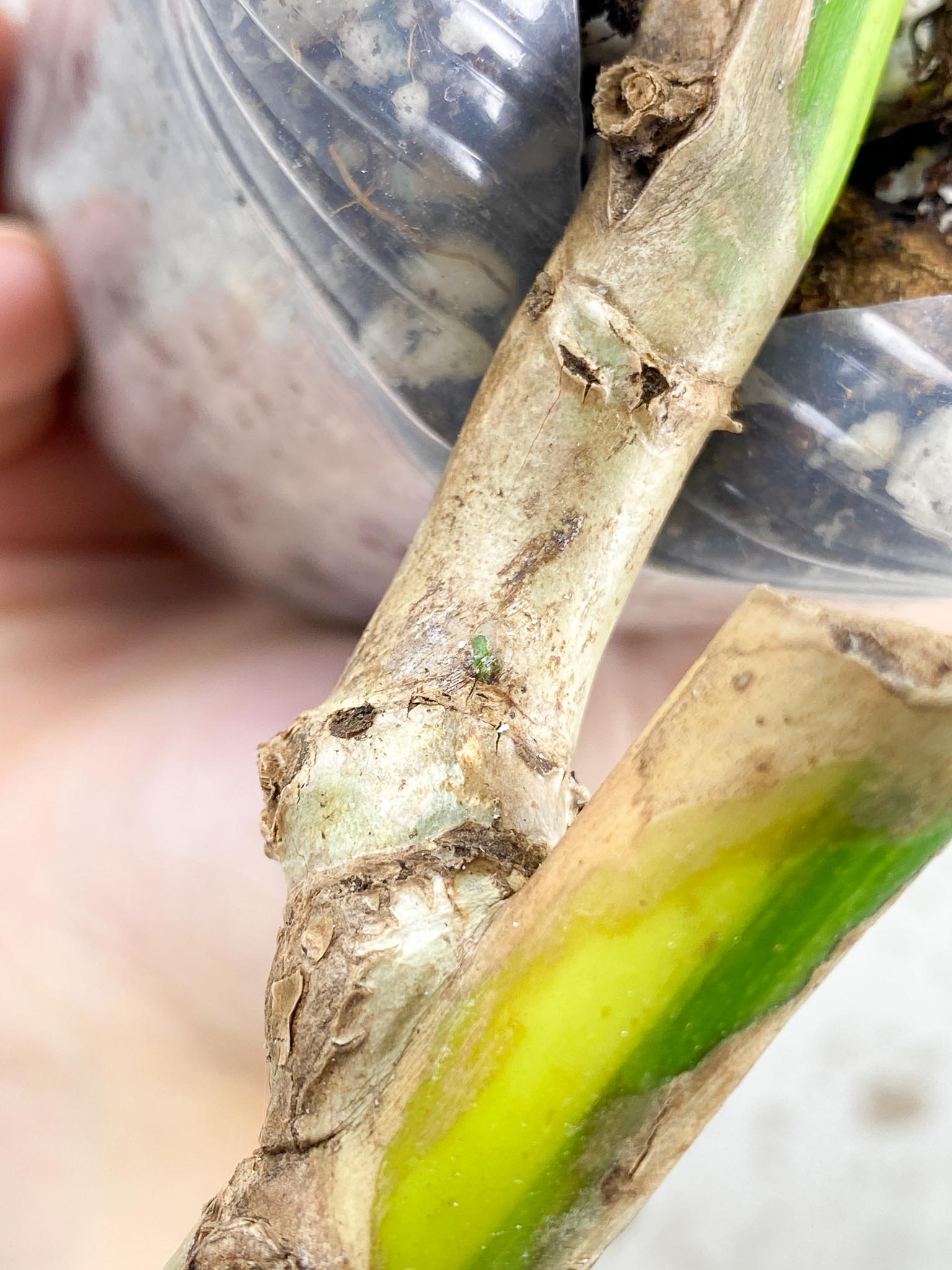 Monstera Aurea Tricolor multiple nodes with big sprout (rooting)
