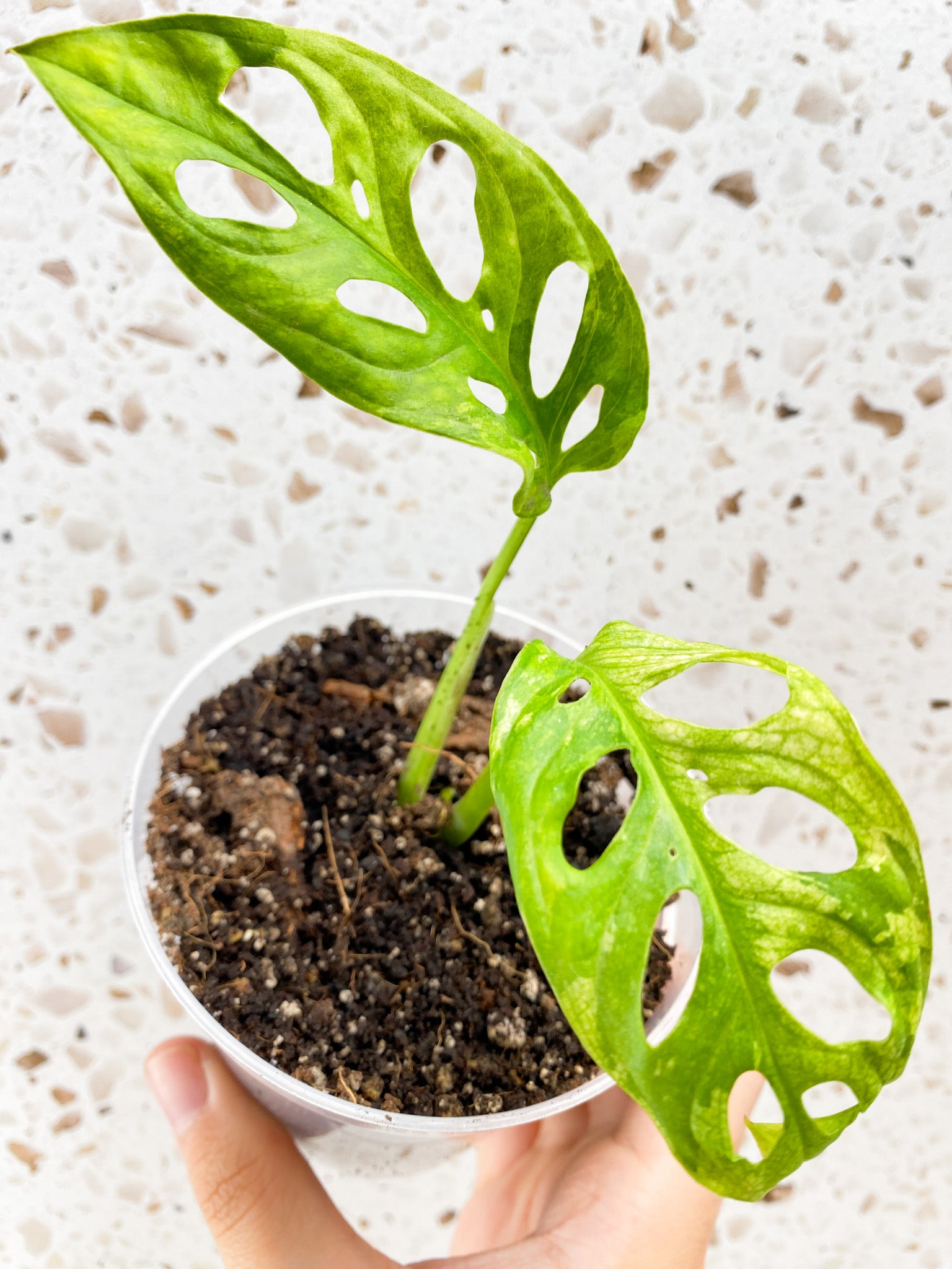 Monstera Adansonii Japanese Tricolor 2 leaves