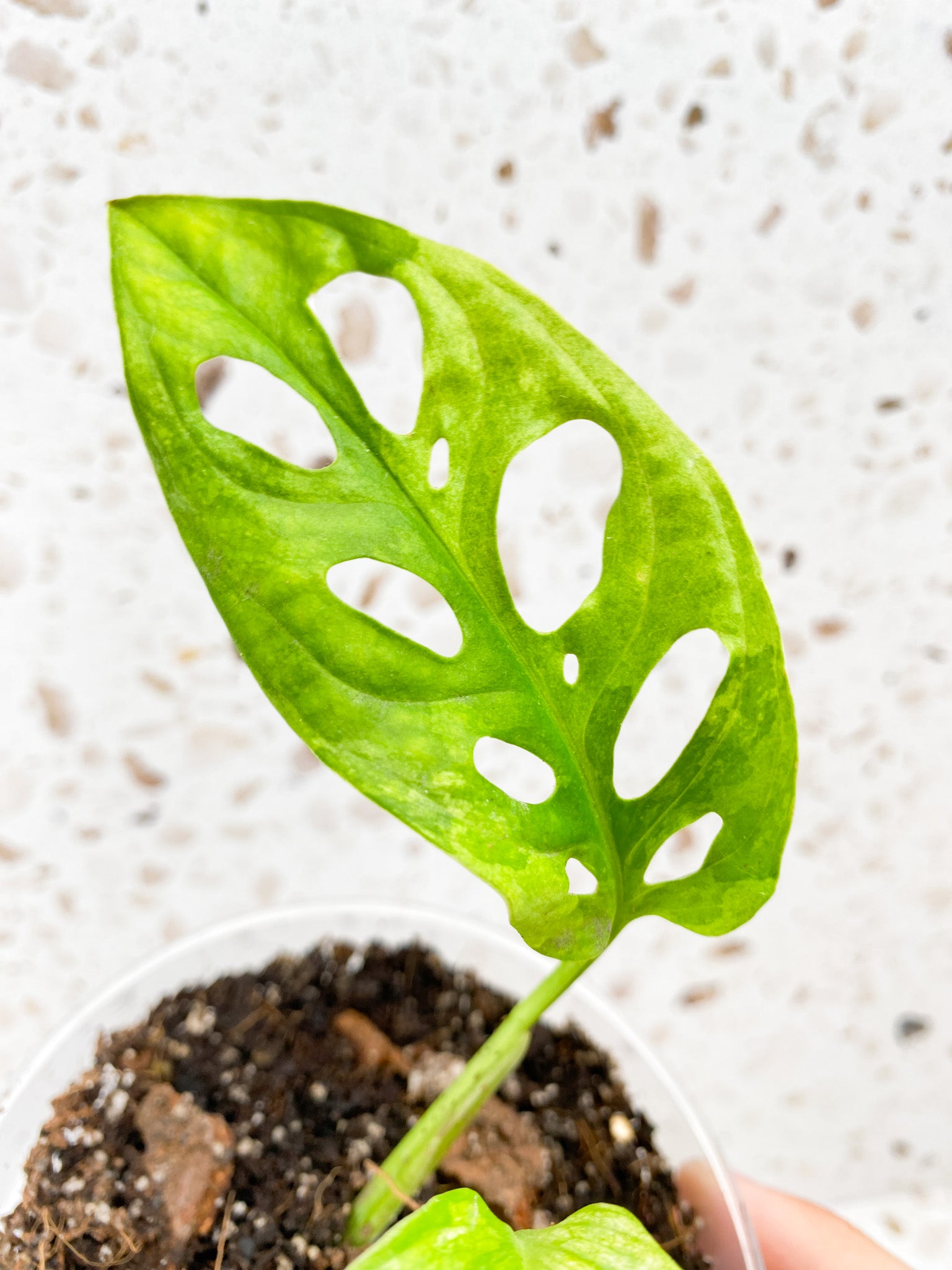 Monstera Adansonii Japanese Tricolor 2 leaves