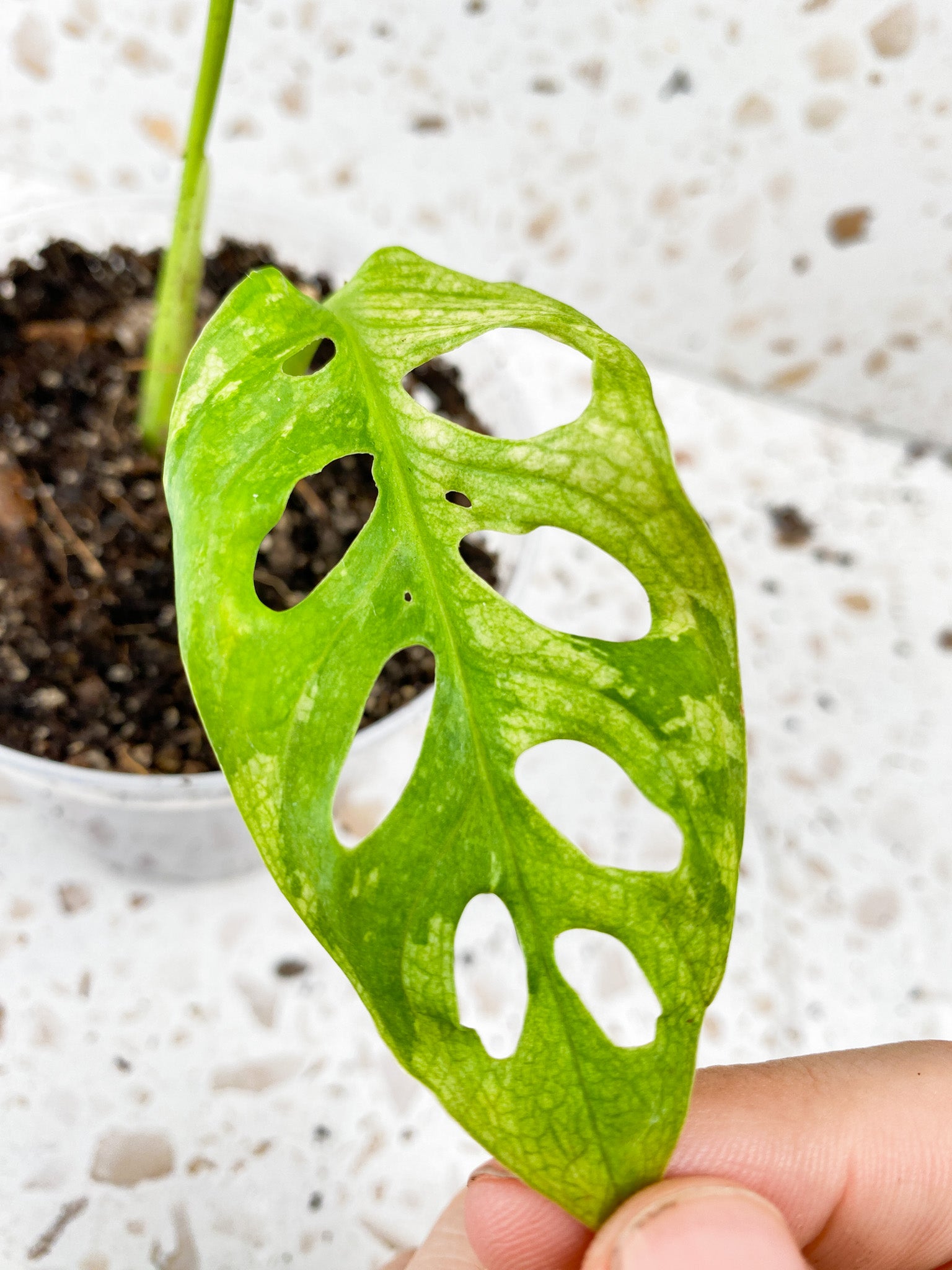 Monstera Adansonii Japanese Tricolor 2 leaves