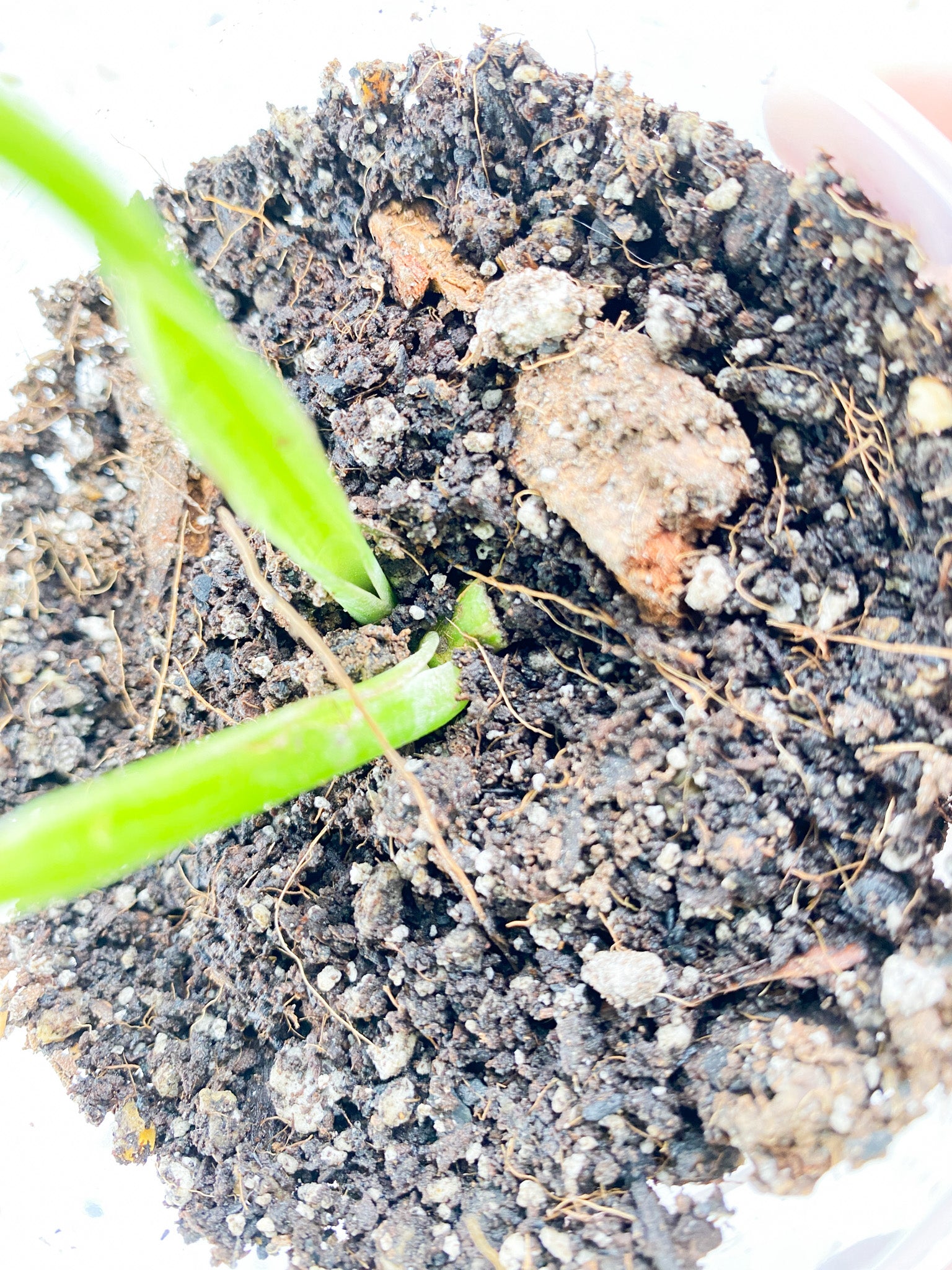 Monstera Adansonii Japanese Tricolor 2 leaves