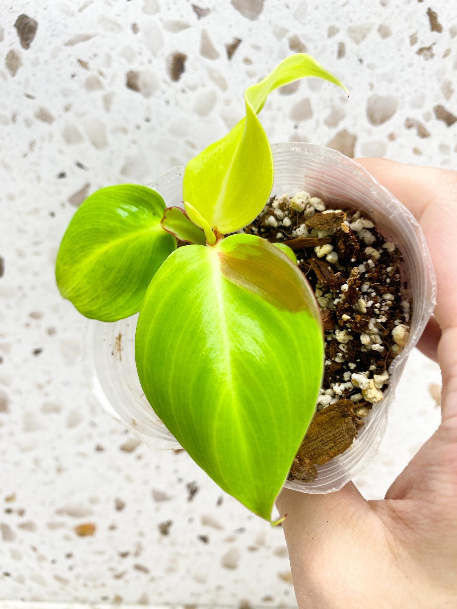 *Philodendron Red Moon 4 leaves 1 shoot baby plant (rooting)