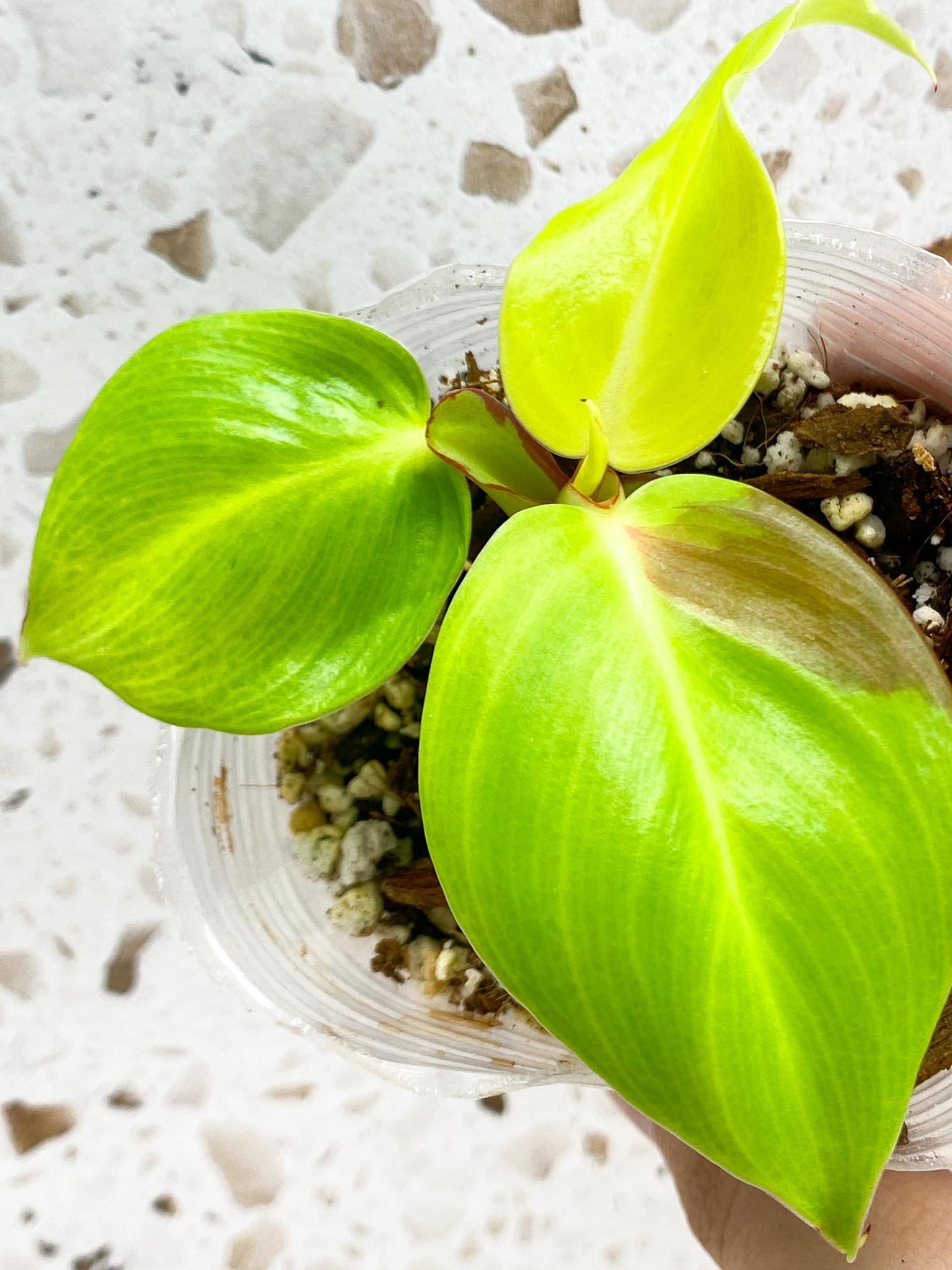 *Philodendron Red Moon 4 leaves 1 shoot baby plant (rooting)