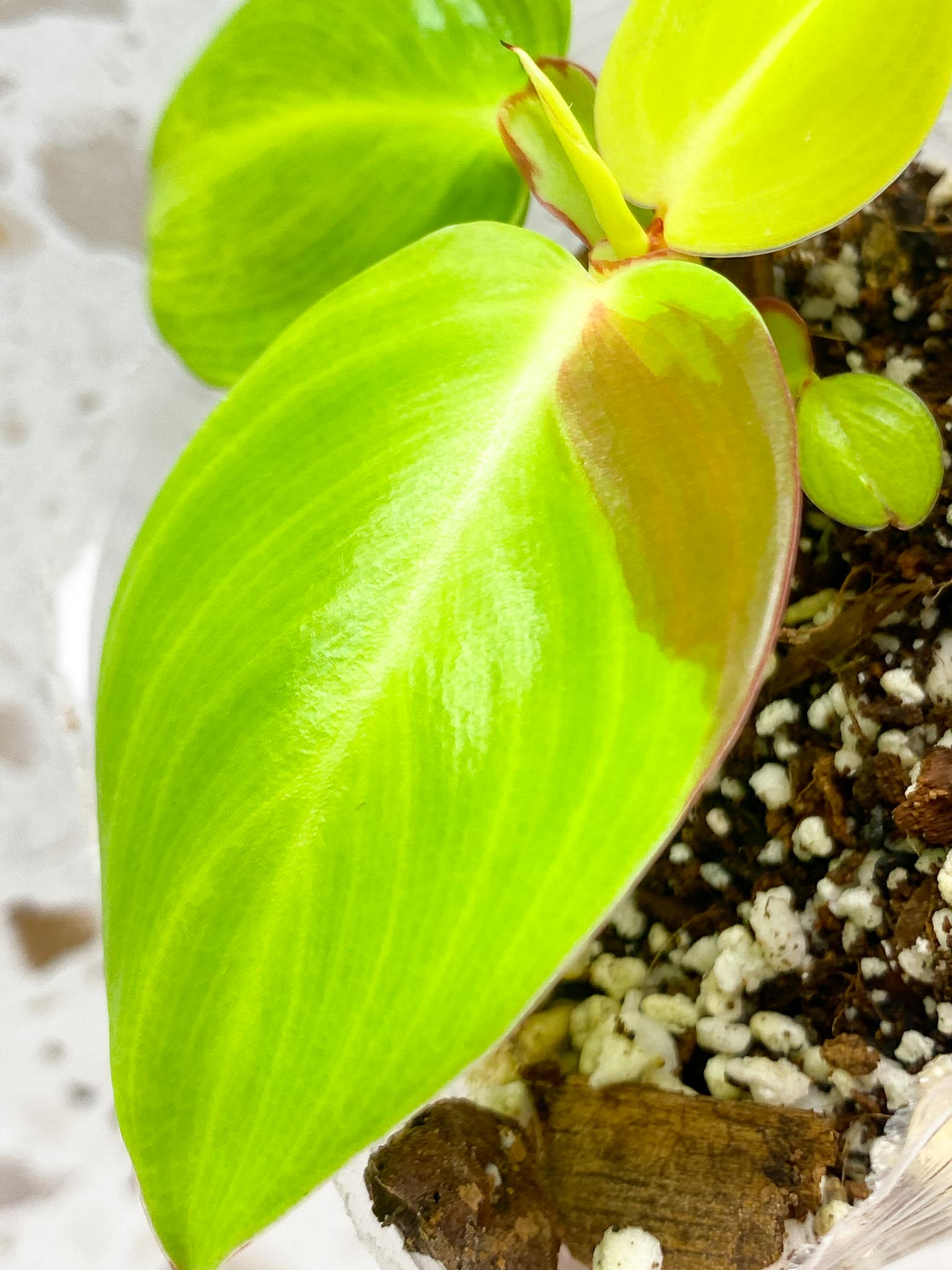 *Philodendron Red Moon 4 leaves 1 shoot baby plant (rooting)