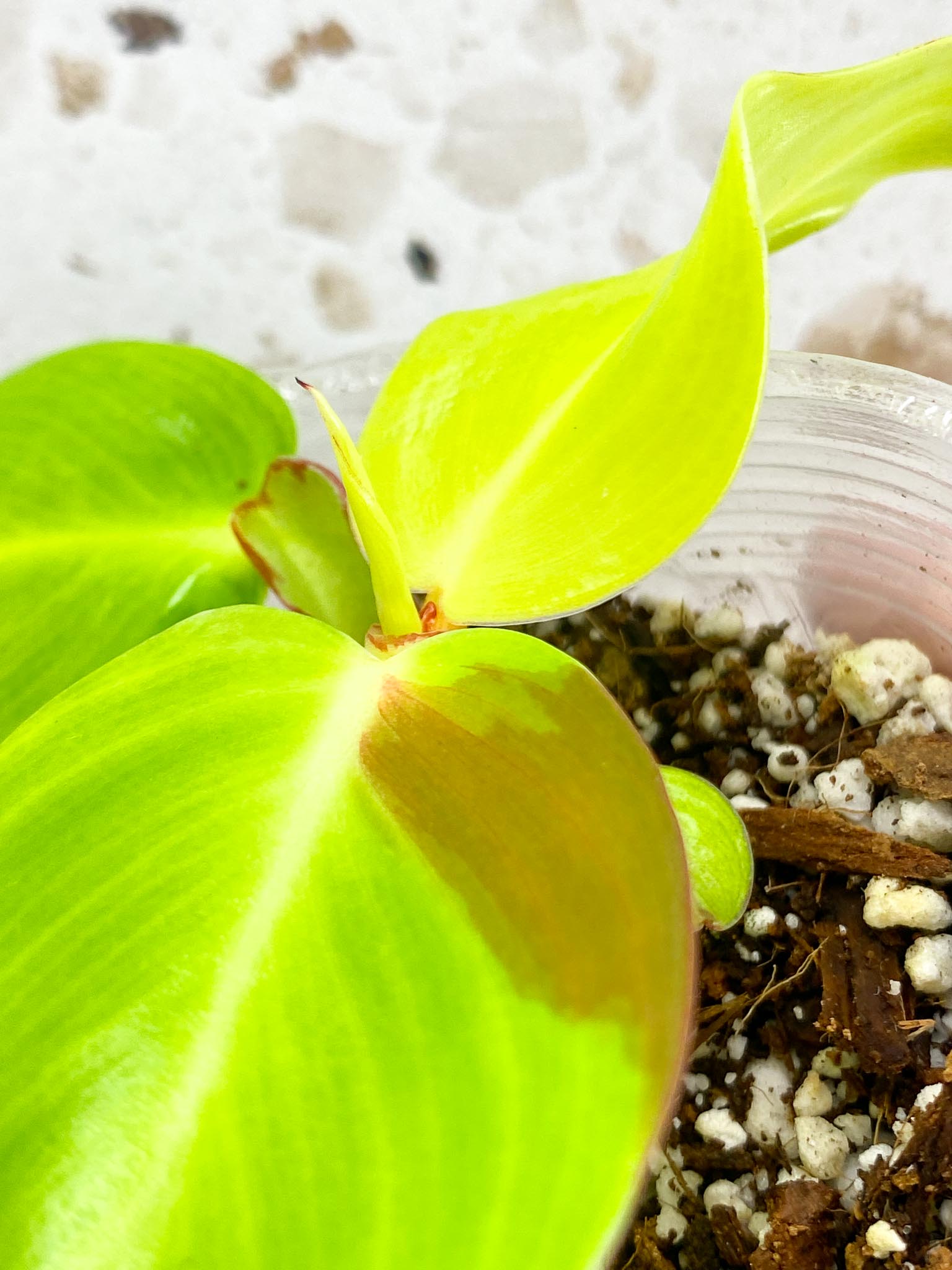 *Philodendron Red Moon 4 leaves 1 shoot baby plant (rooting)