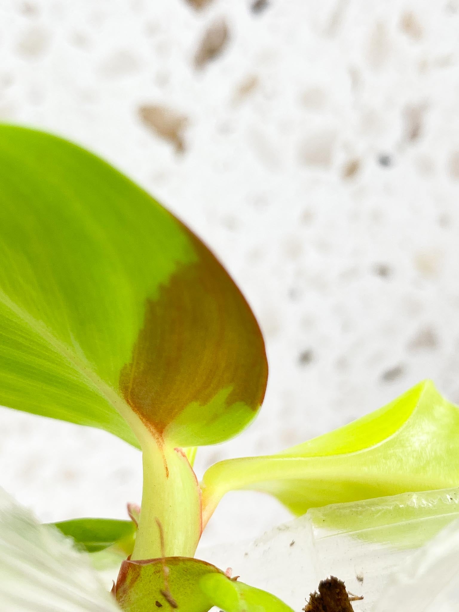 *Philodendron Red Moon 4 leaves 1 shoot baby plant (rooting)