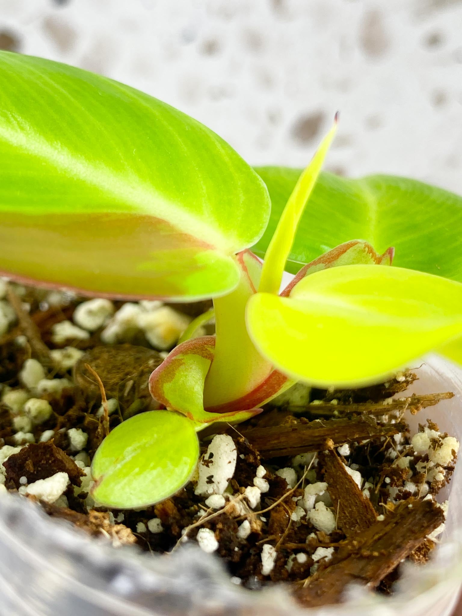 *Philodendron Red Moon 4 leaves 1 shoot baby plant (rooting)