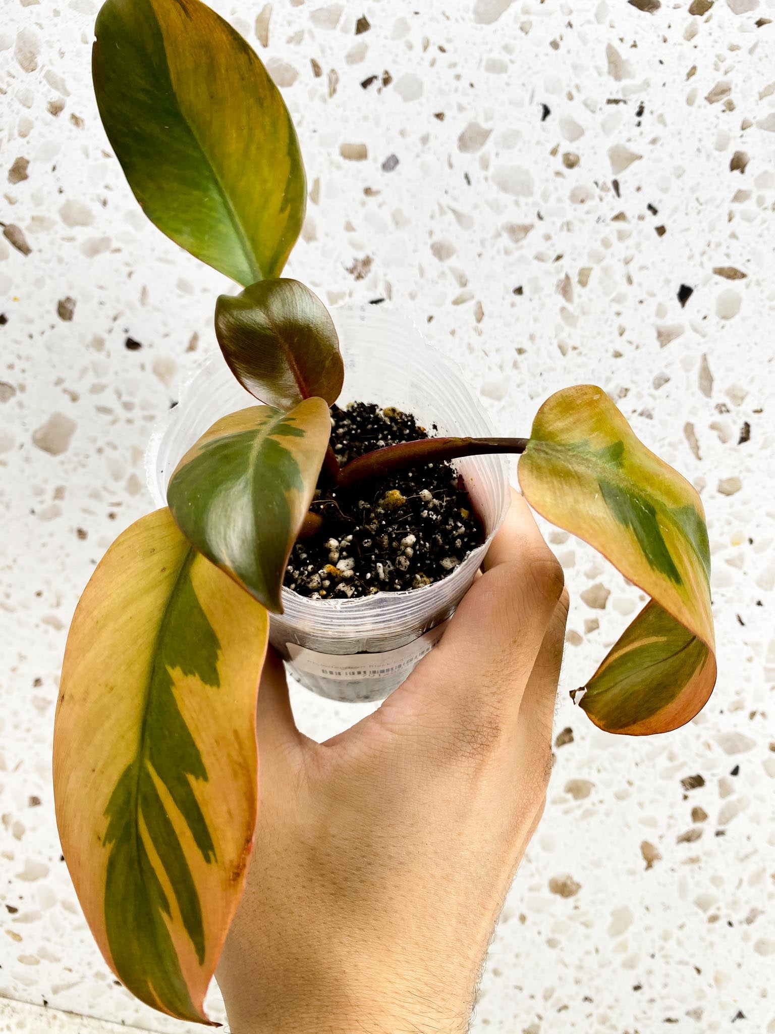 Philodendron Black Cardinal Variegated 5 leaf top cutting newest leaf is unfurling (rooting)