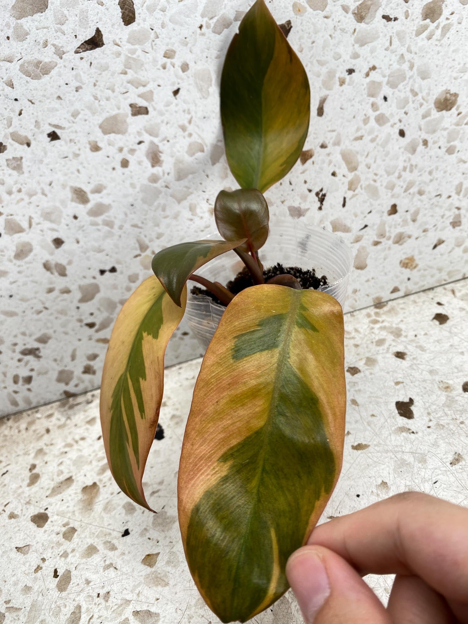 Philodendron Black Cardinal Variegated 5 leaf top cutting newest leaf is unfurling (rooting)