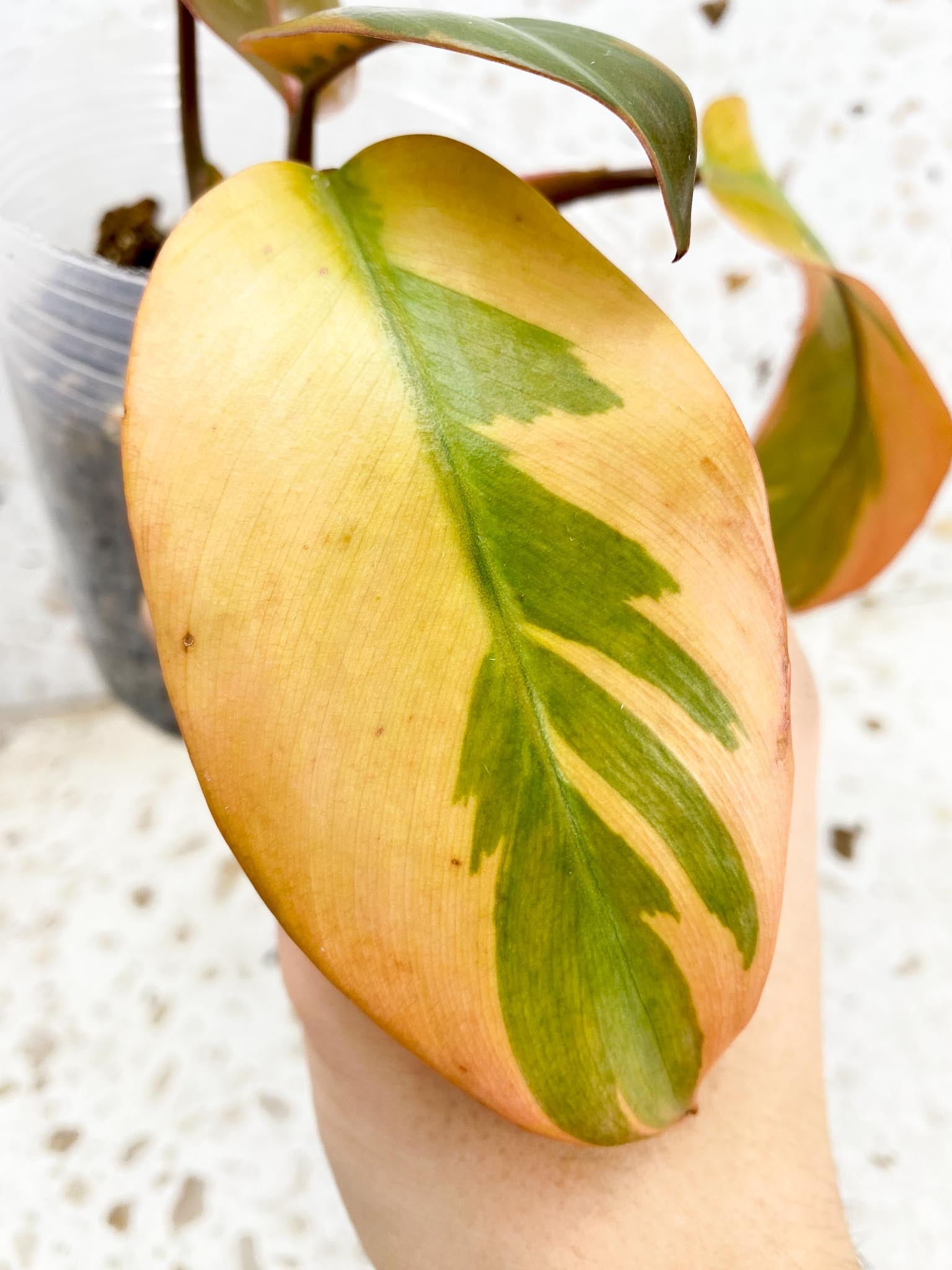 Philodendron Black Cardinal Variegated 5 leaf top cutting newest leaf is unfurling (rooting)