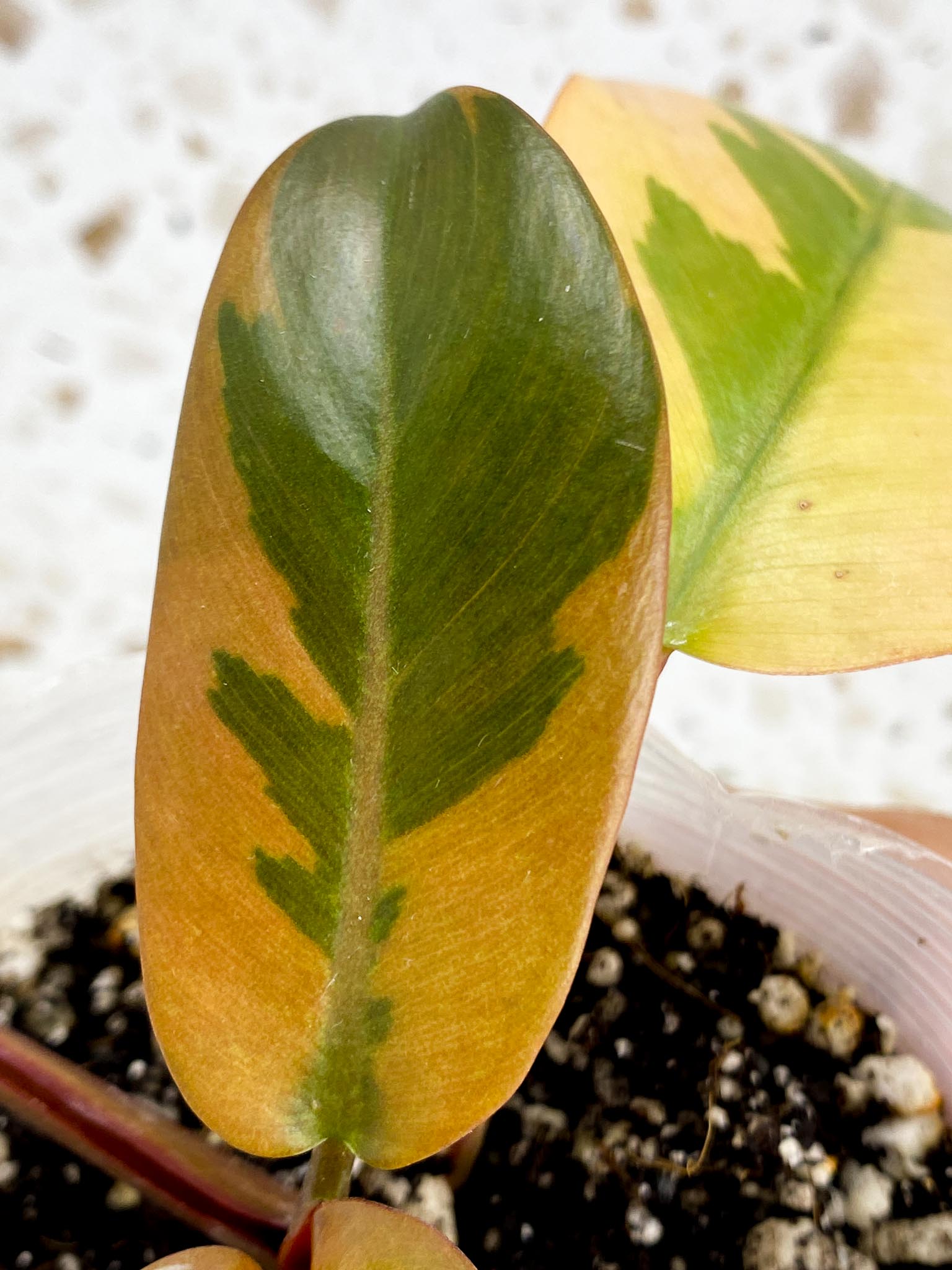 Philodendron Black Cardinal Variegated 5 leaf top cutting newest leaf is unfurling (rooting)