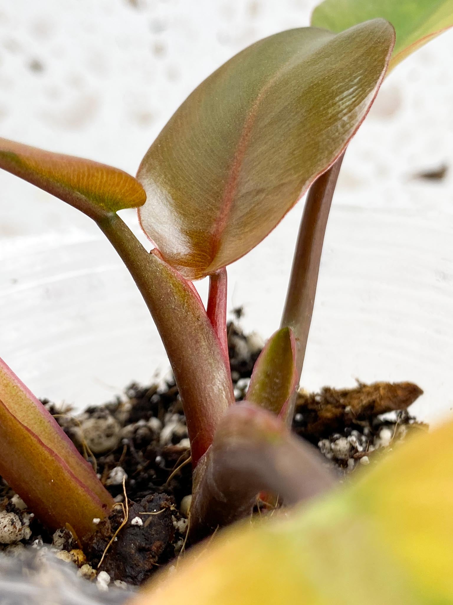 Philodendron Black Cardinal Variegated 5 leaf top cutting newest leaf is unfurling (rooting)