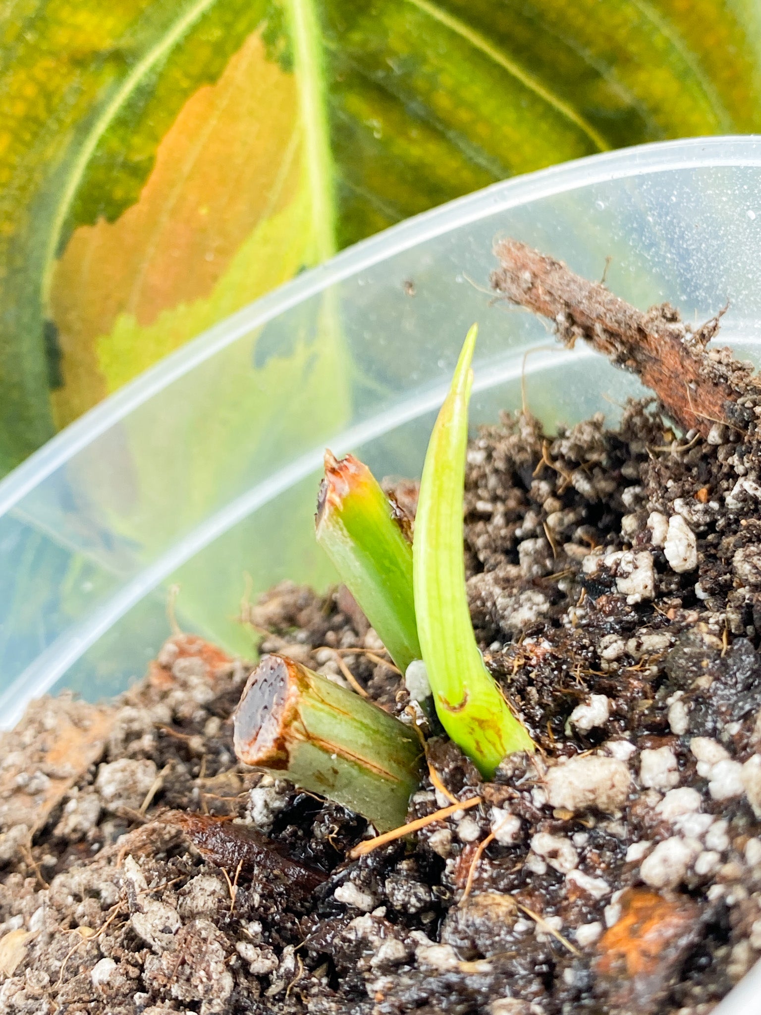 Philodendron Melanochrysum Variegated node with sprout