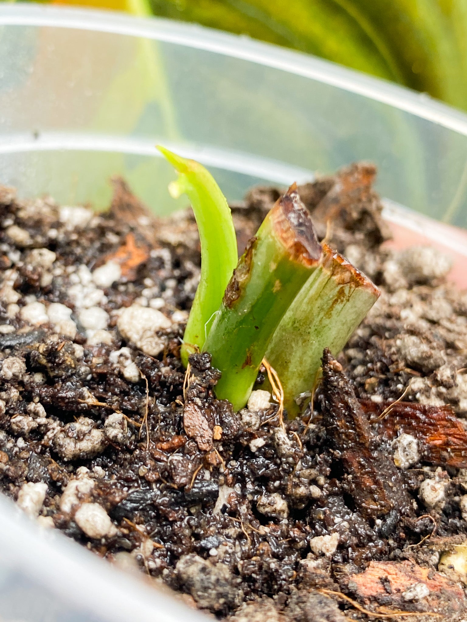 Philodendron Melanochrysum Variegated node with sprout