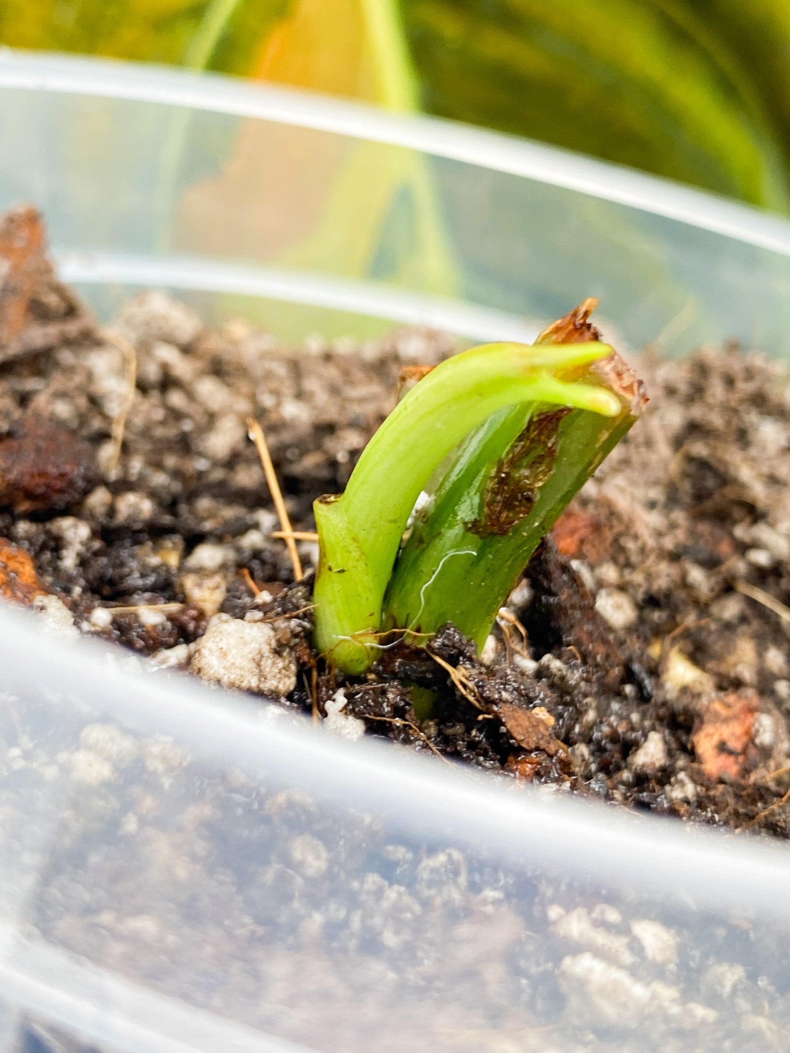 Philodendron Melanochrysum Variegated node with sprout