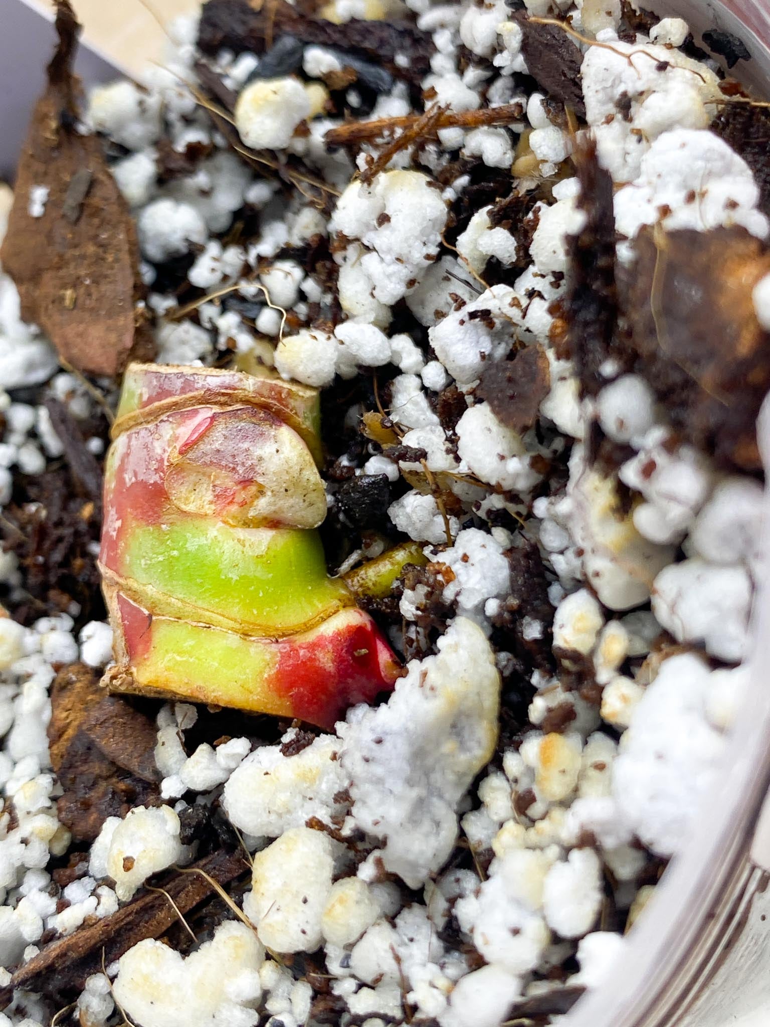 *Philodendron Red Moon double node with active buds (rooting)
