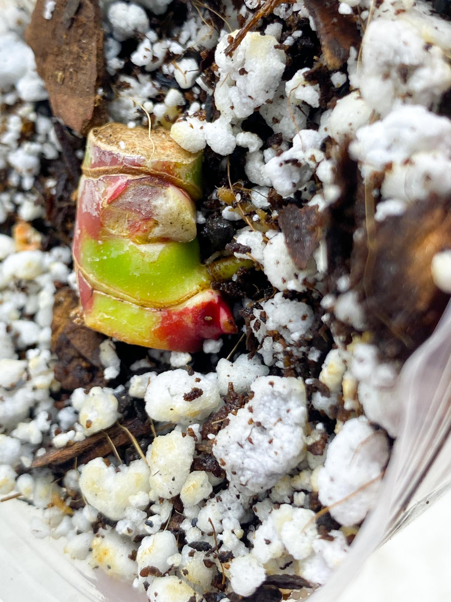 *Philodendron Red Moon double node with active buds (rooting)