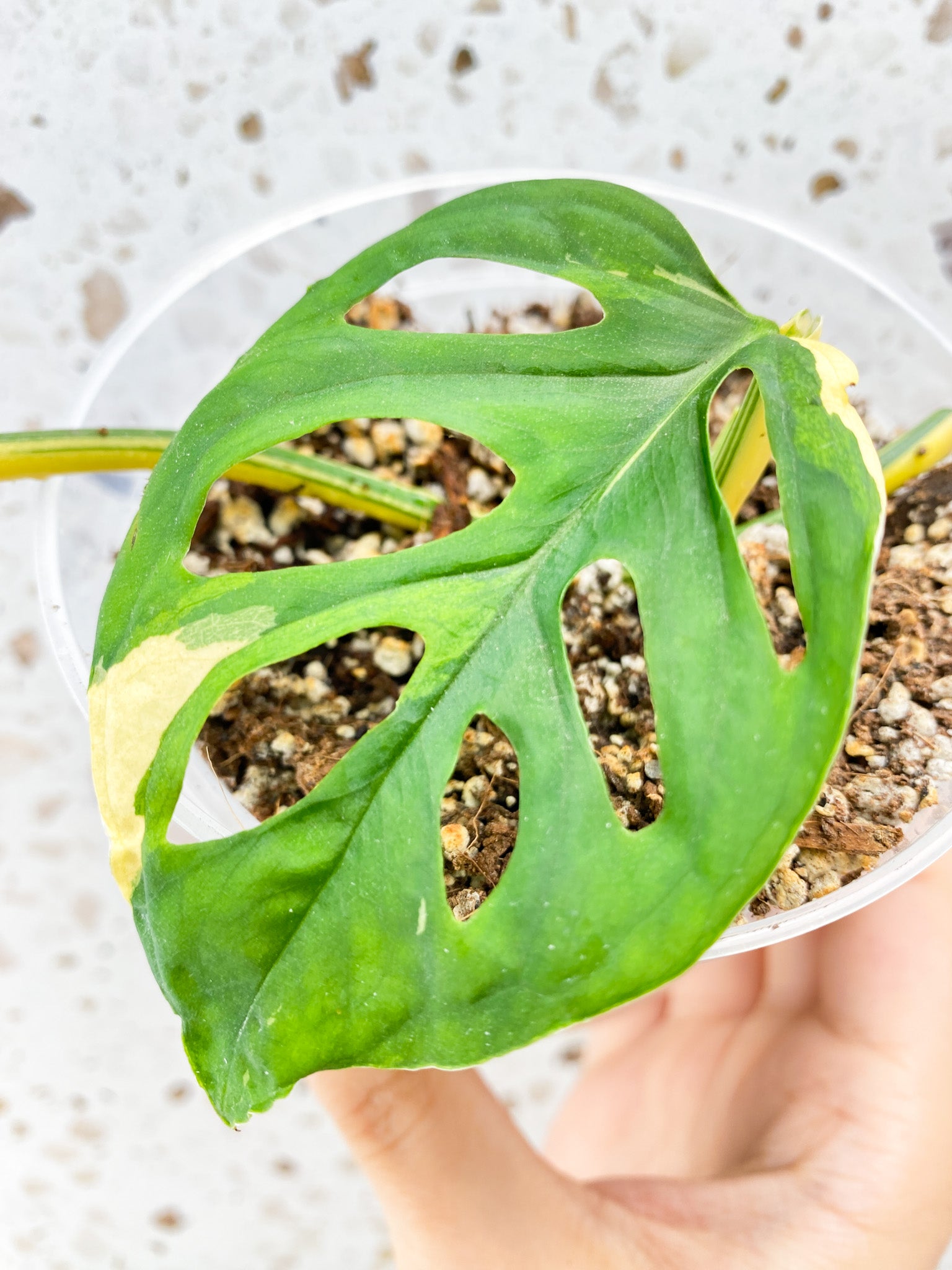 Monstera Acuminata Variegated 1 leaf 1 sprout