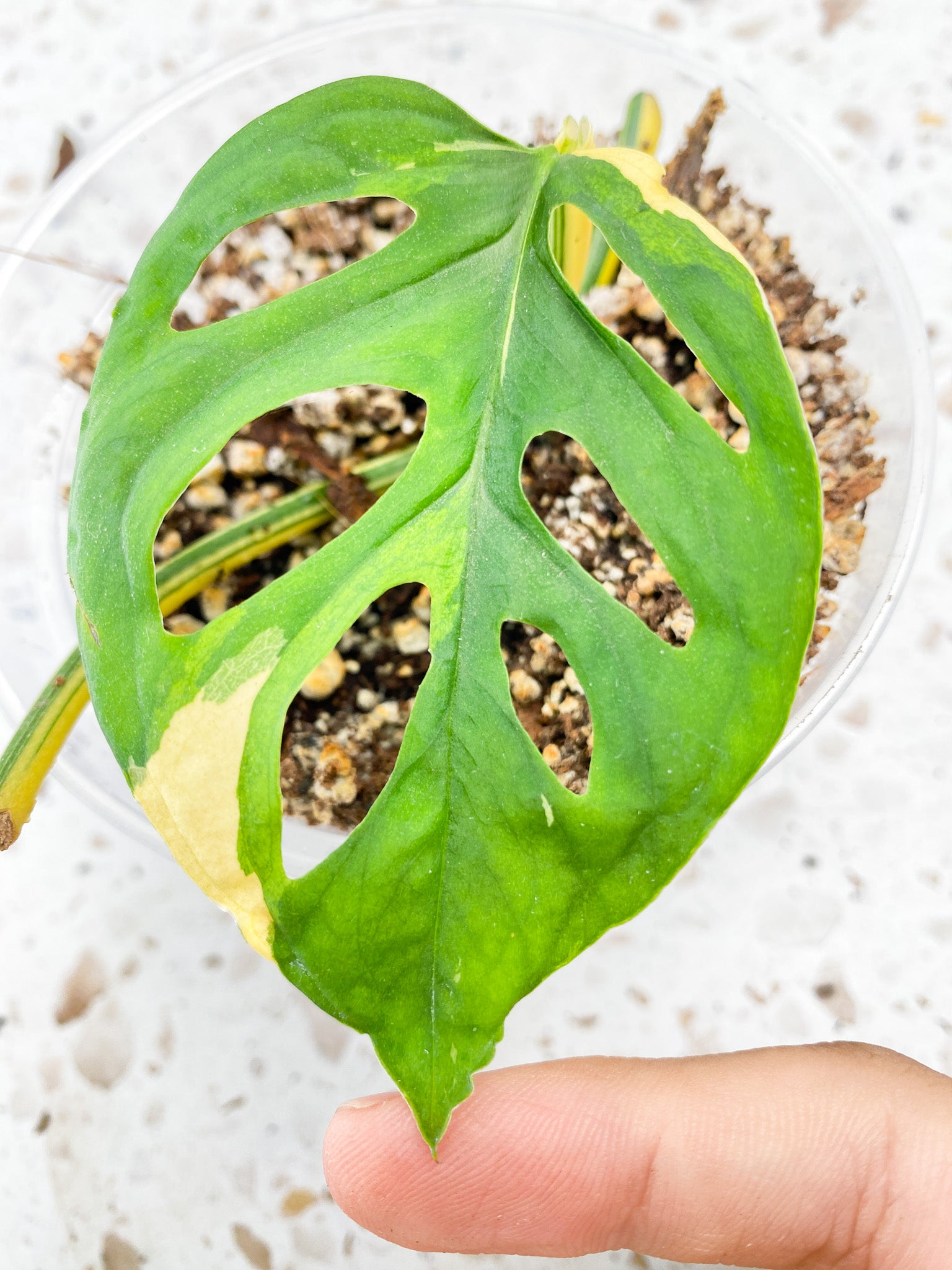 Monstera Acuminata Variegated 1 leaf 1 sprout