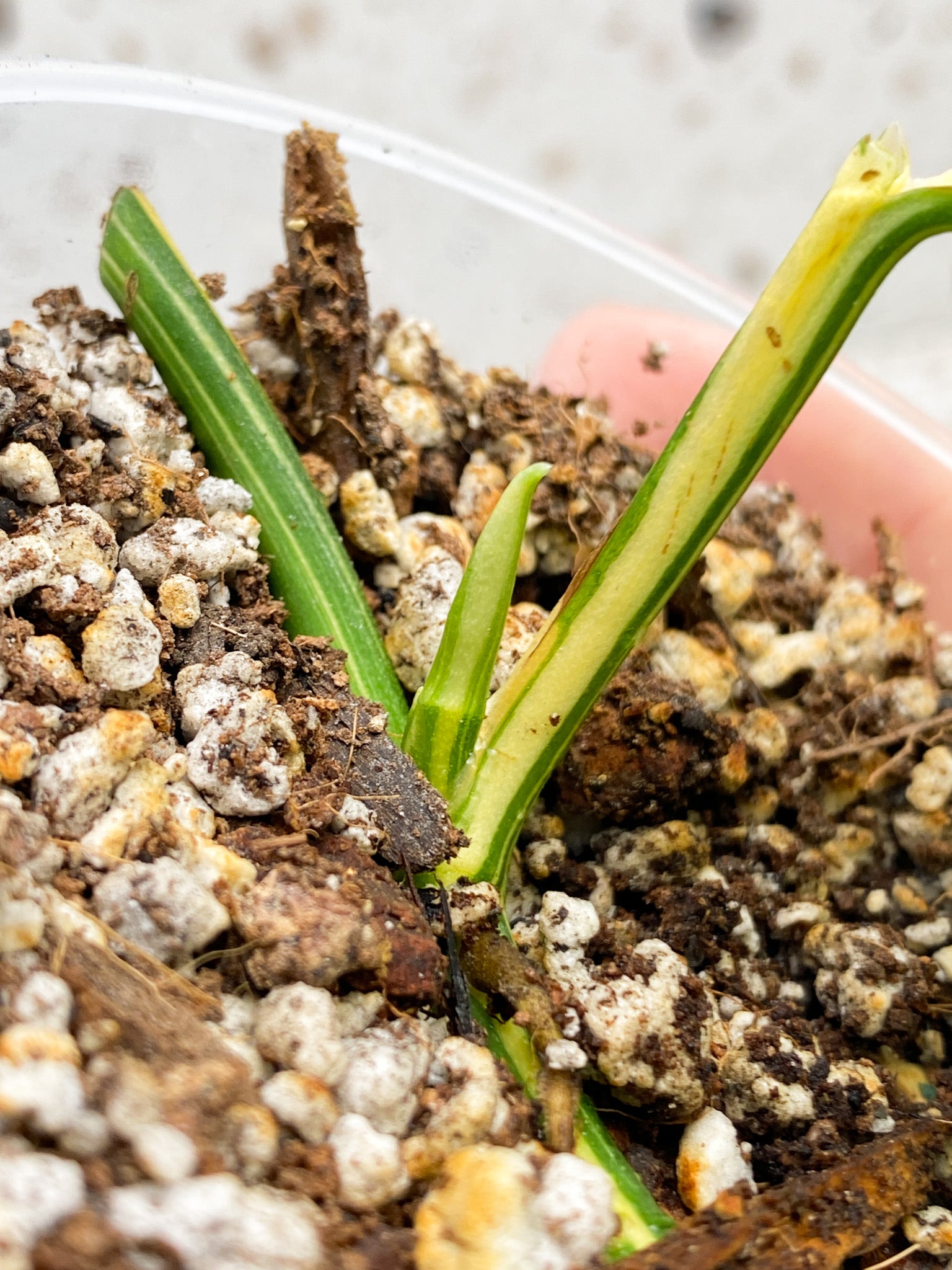 Monstera Acuminata Variegated 1 leaf 1 sprout