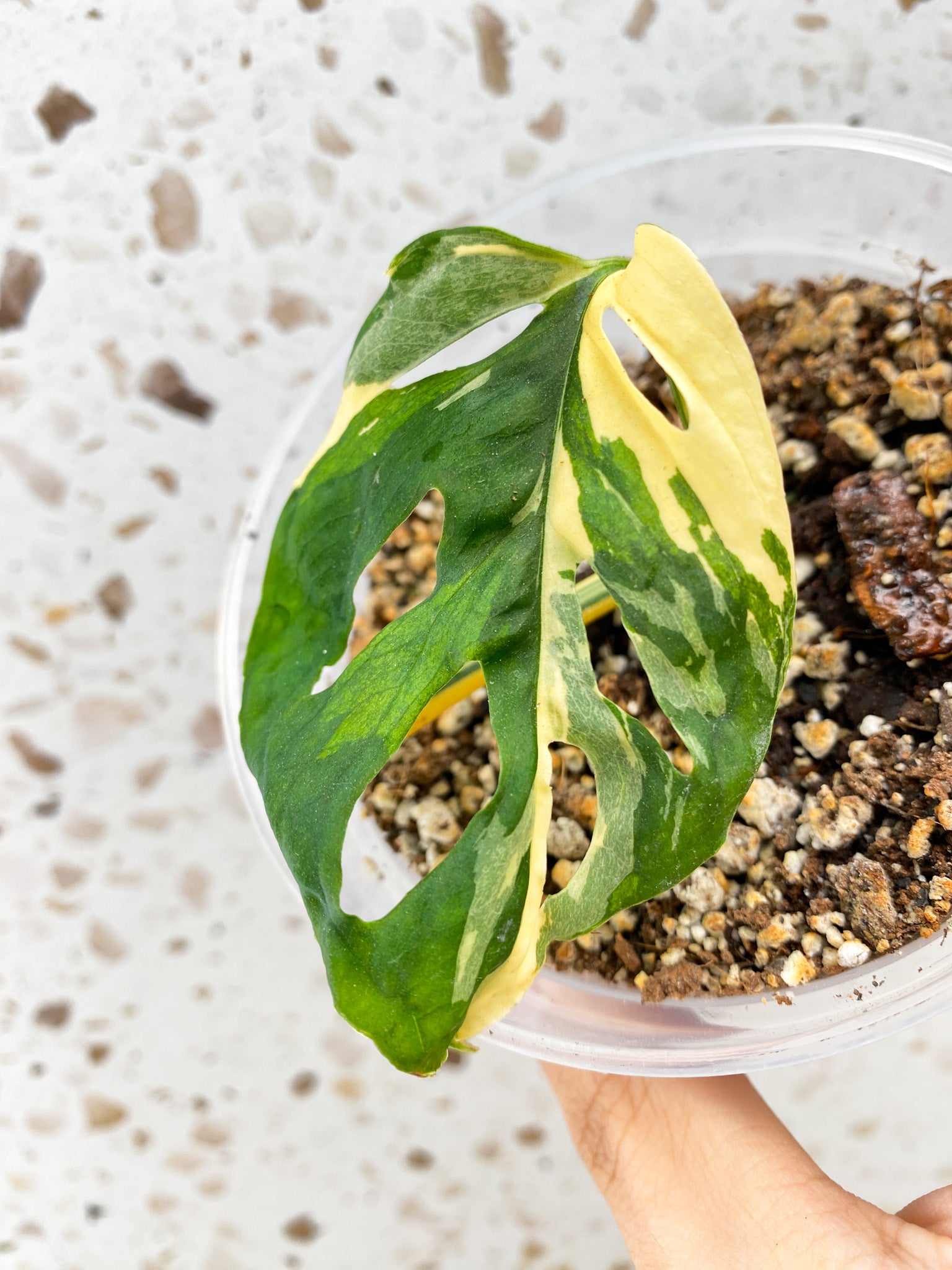 Monstera Acuminata Variegated 1 leaf 1 sprout