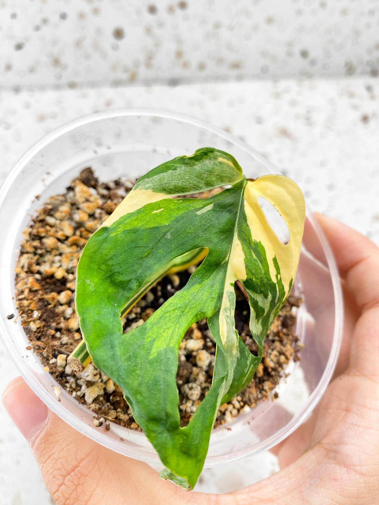 Monstera Acuminata Variegated 1 leaf 1 sprout