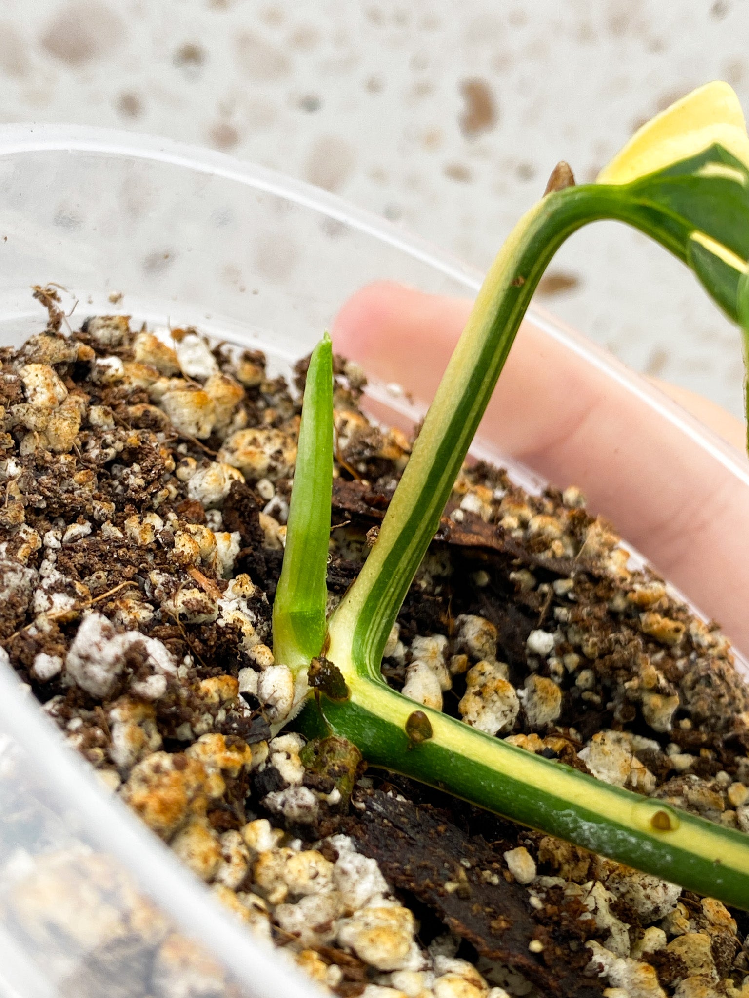 Monstera Acuminata Variegated 1 leaf 1 sprout