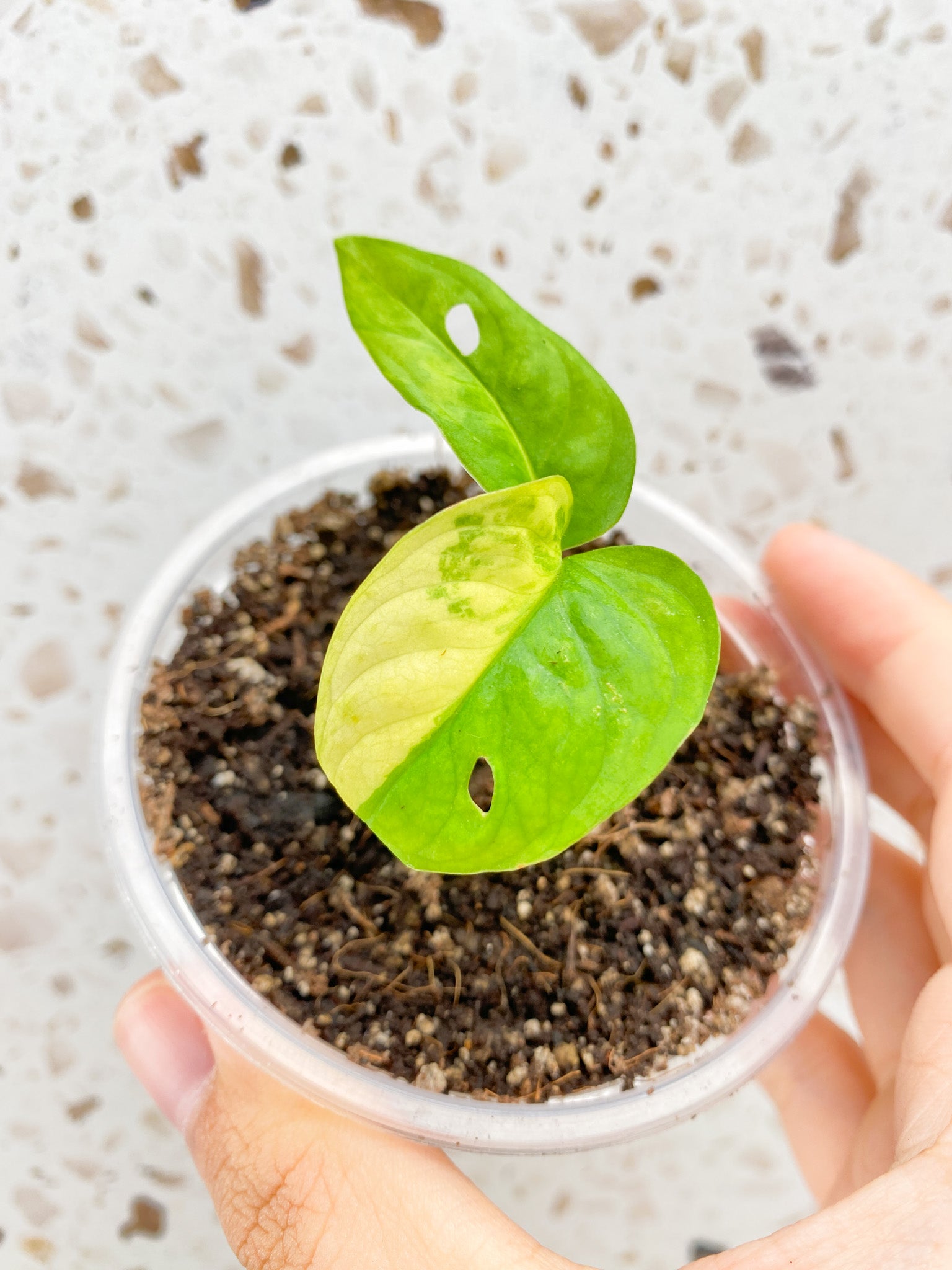 Monstera Adansonii Aurea 2 baby leaves