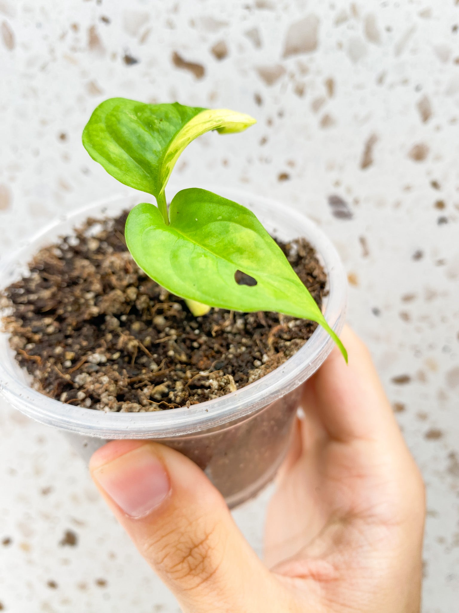 Monstera Adansonii Aurea 2 baby leaves