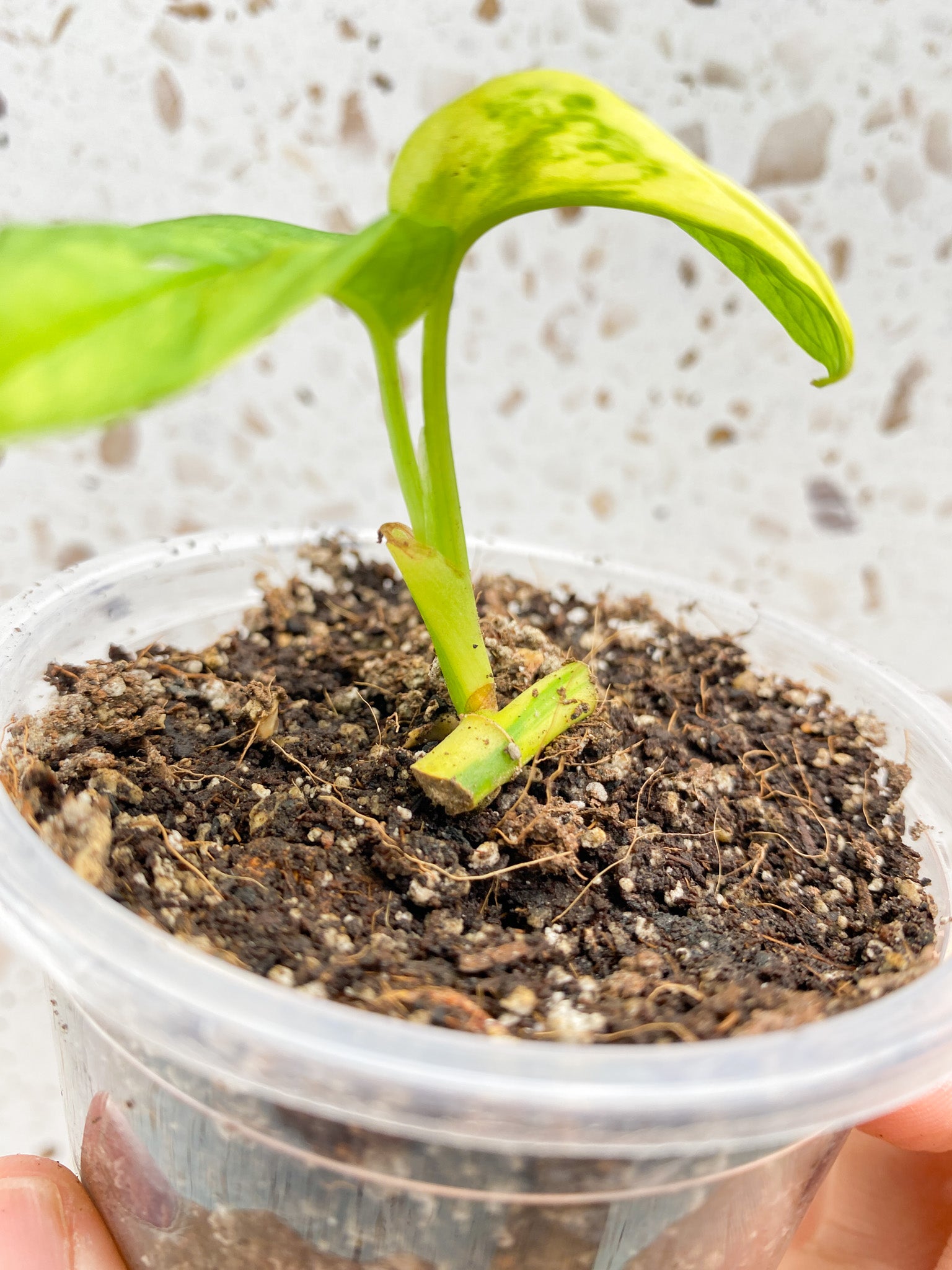 Monstera Adansonii Aurea 2 baby leaves