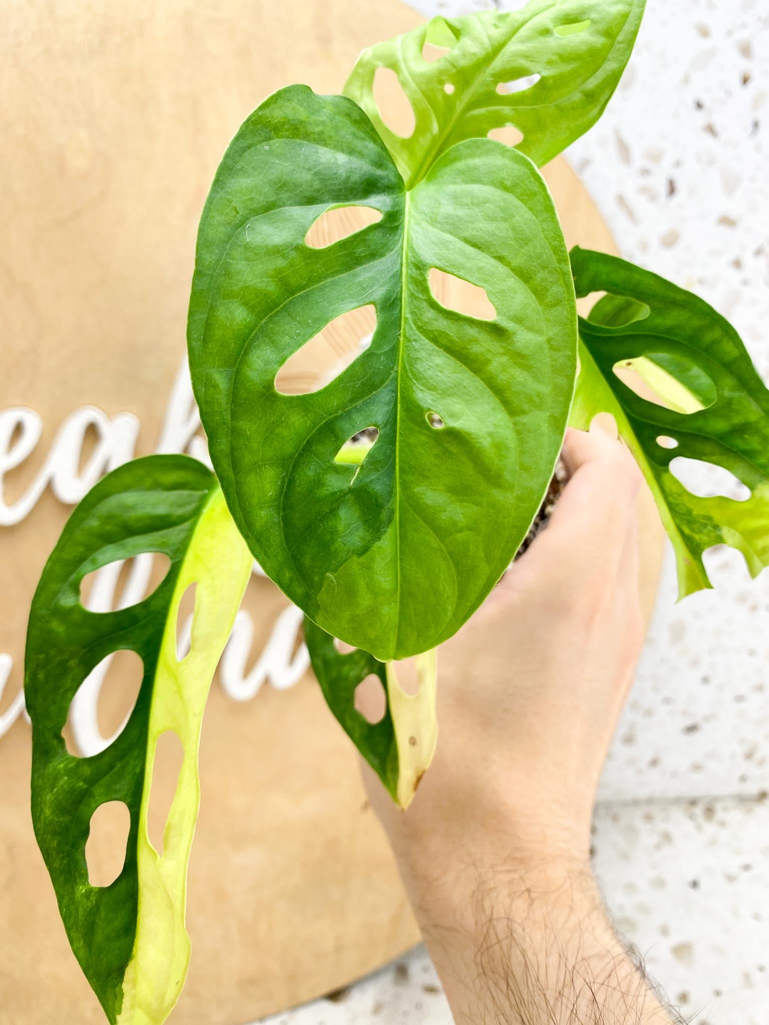 Monstera Adansonii Aurea 6 leaf top cutting with half moon leaves (slightly rooted)