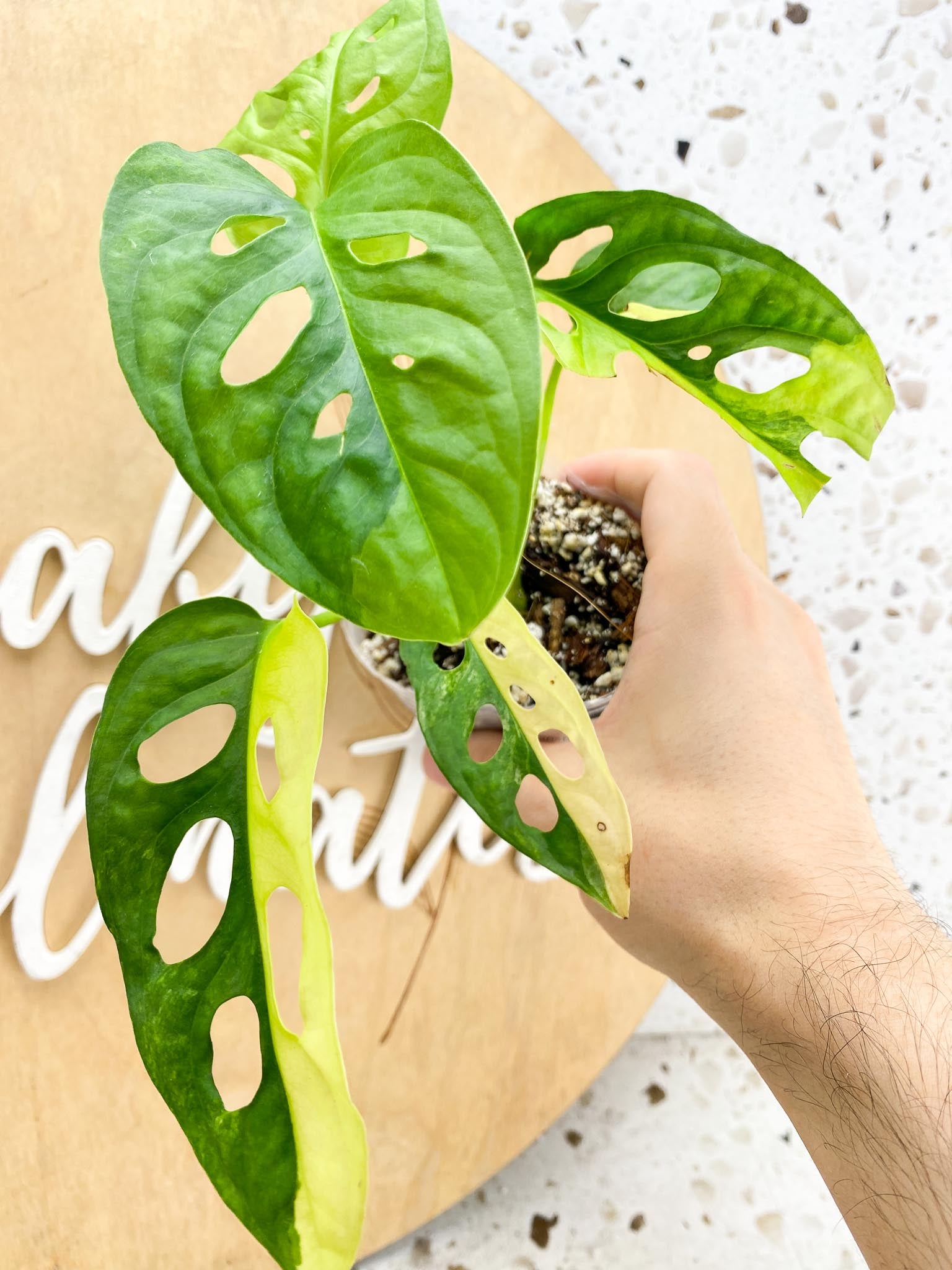 Monstera Adansonii Aurea 6 leaf top cutting with half moon leaves (slightly rooted)