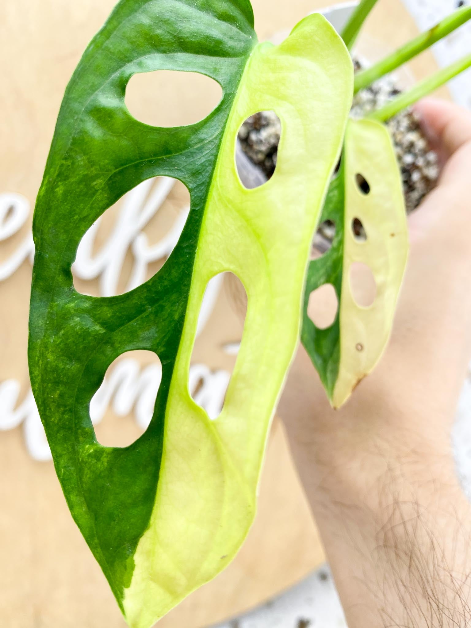 Monstera Adansonii Aurea 6 leaf top cutting with half moon leaves (slightly rooted)