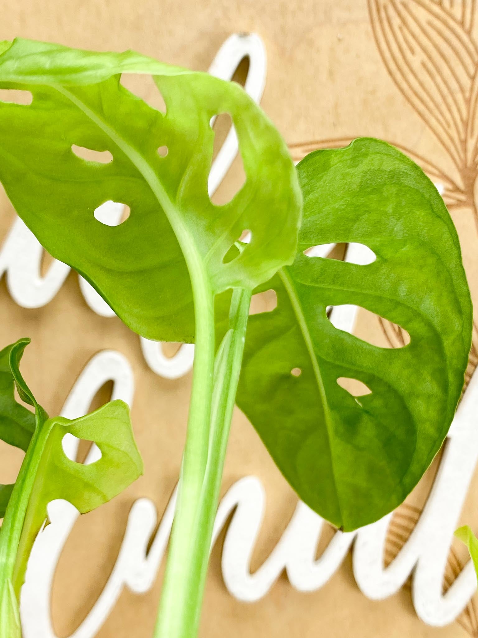 Monstera Adansonii Aurea 6 leaf top cutting with half moon leaves (slightly rooted)