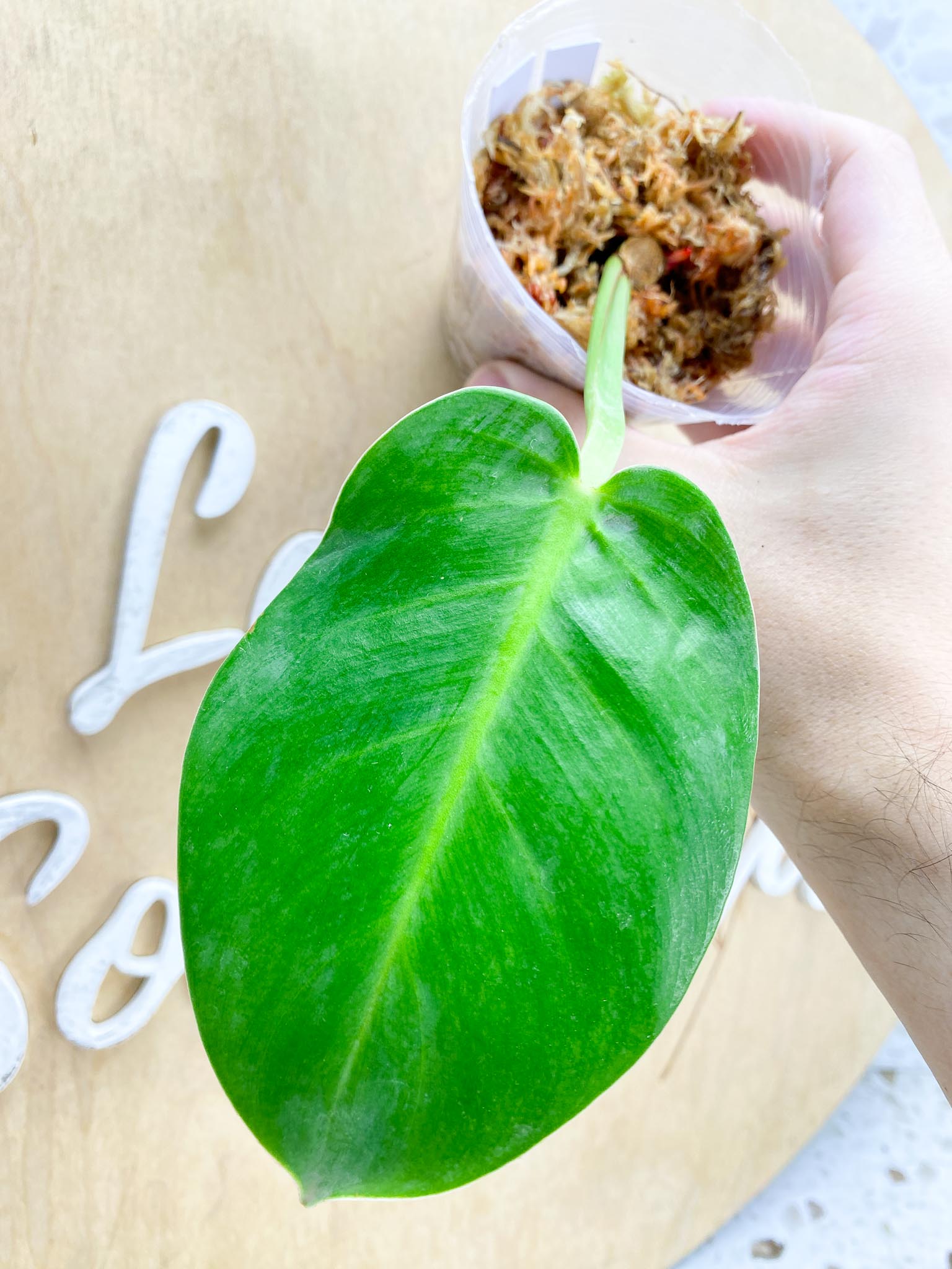 *Philodendron Red Moon Variegated 1 leaf 1 sprout (slightly rooted)