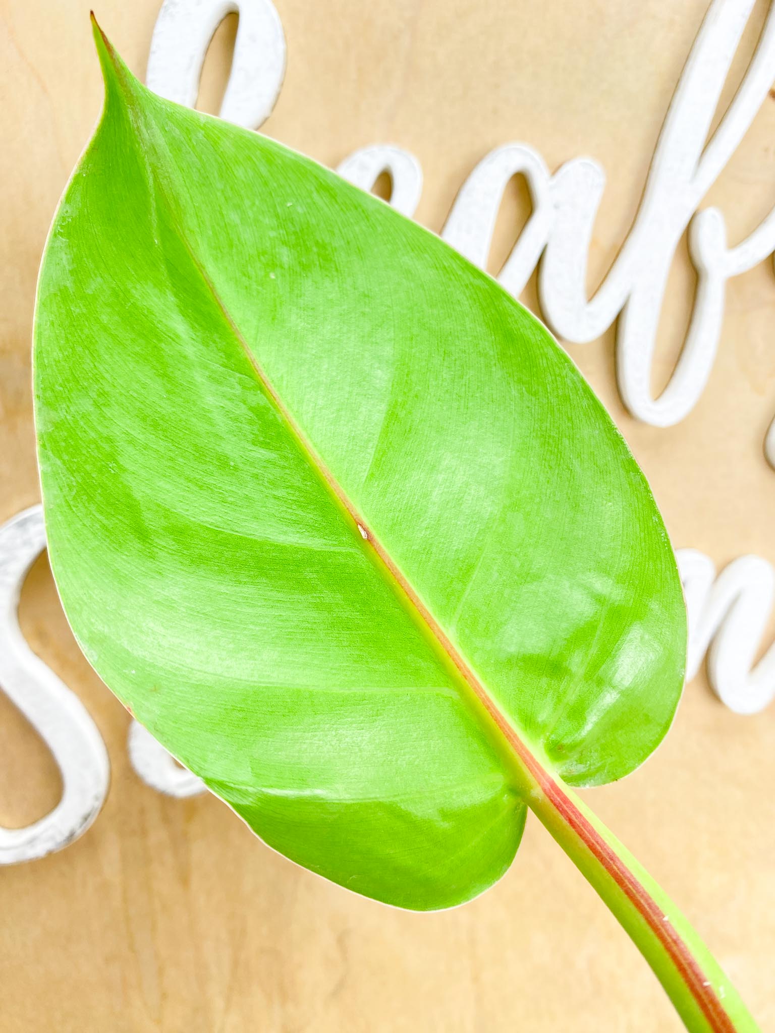 *Philodendron Red Moon Variegated 1 leaf 1 sprout (slightly rooted)