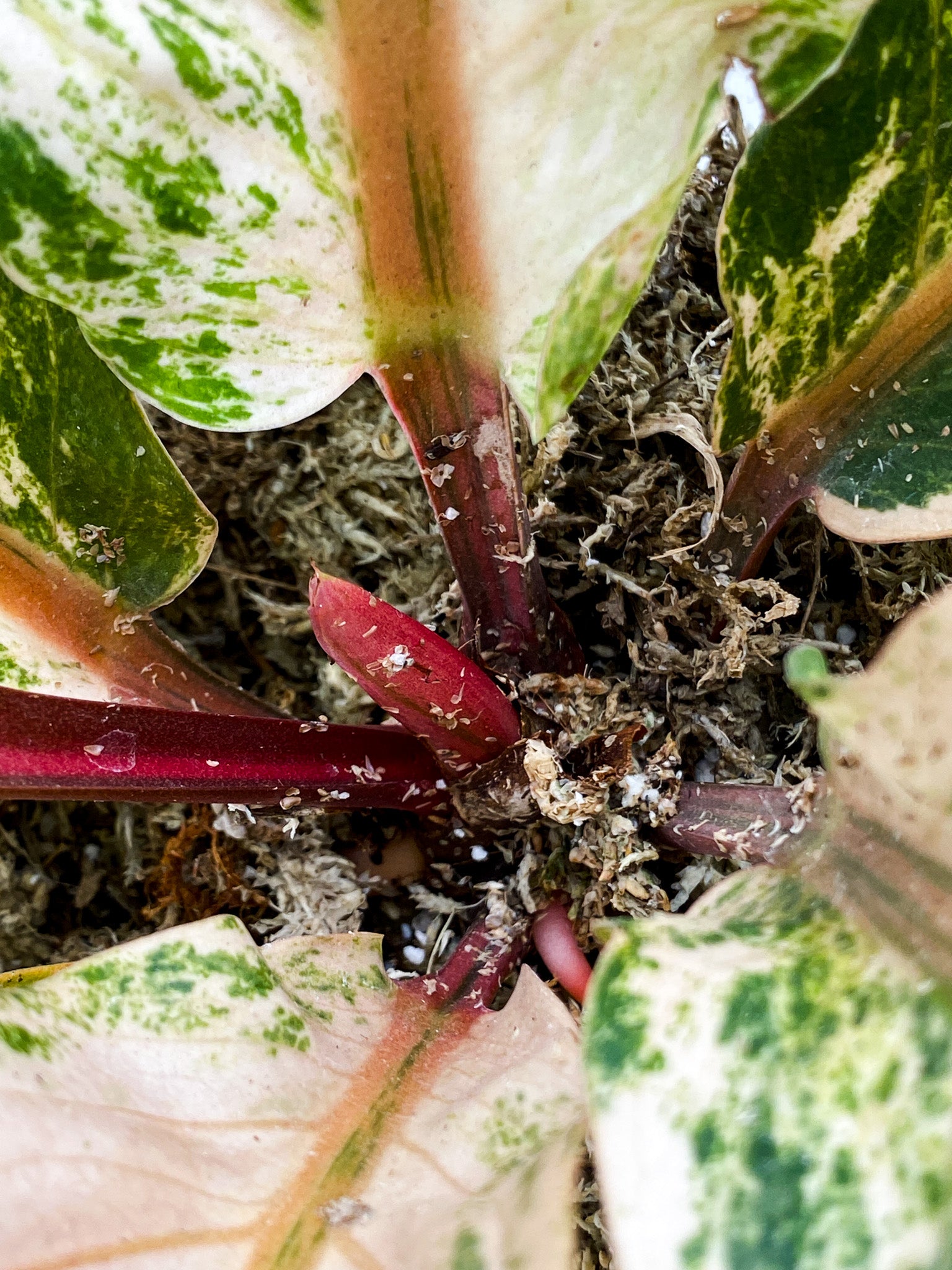 Anthurium Renaissance Variegated 7 leaf top cutting (Pink Dragon)