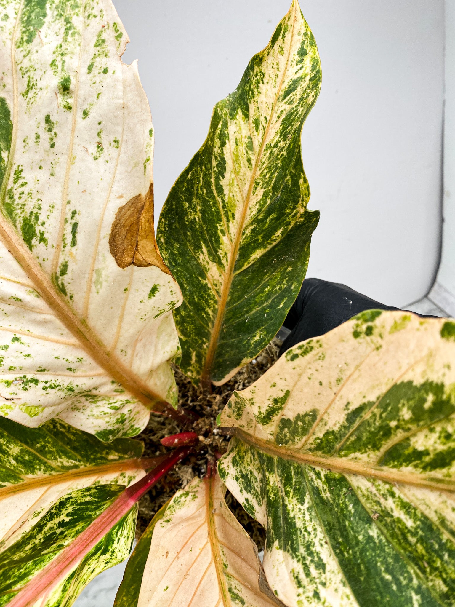 Anthurium Renaissance Variegated 7 leaf top cutting (Pink Dragon)