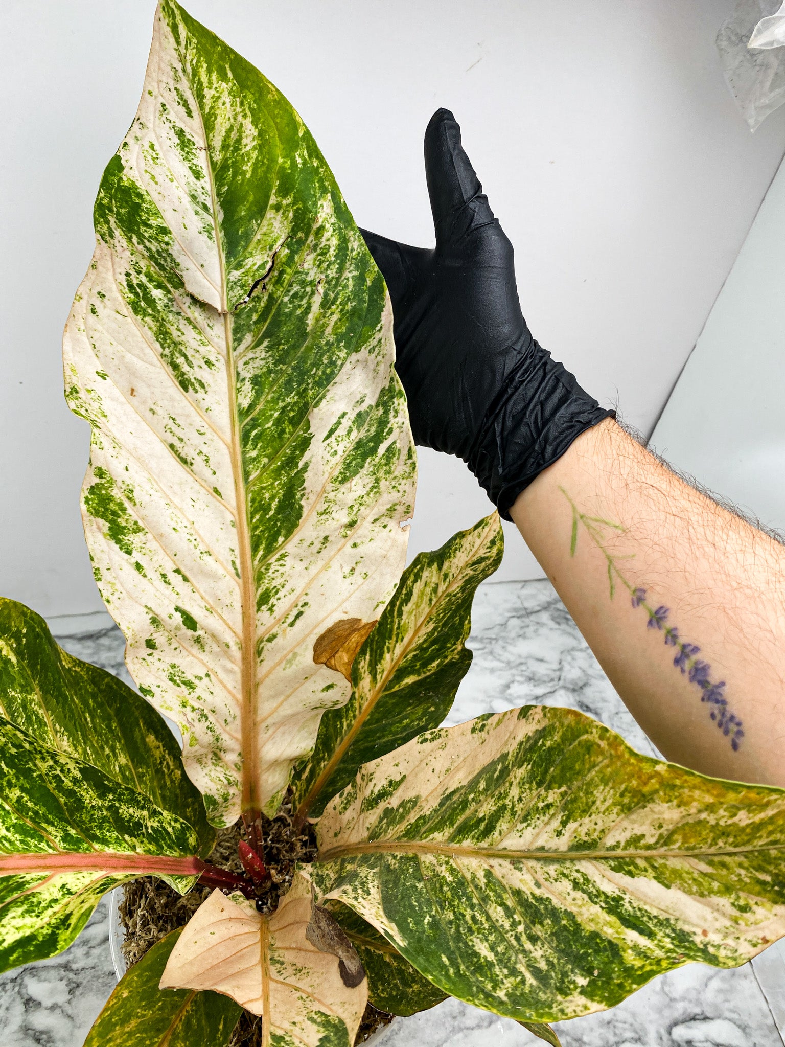 Anthurium Renaissance Variegated 7 leaf top cutting (Pink Dragon)