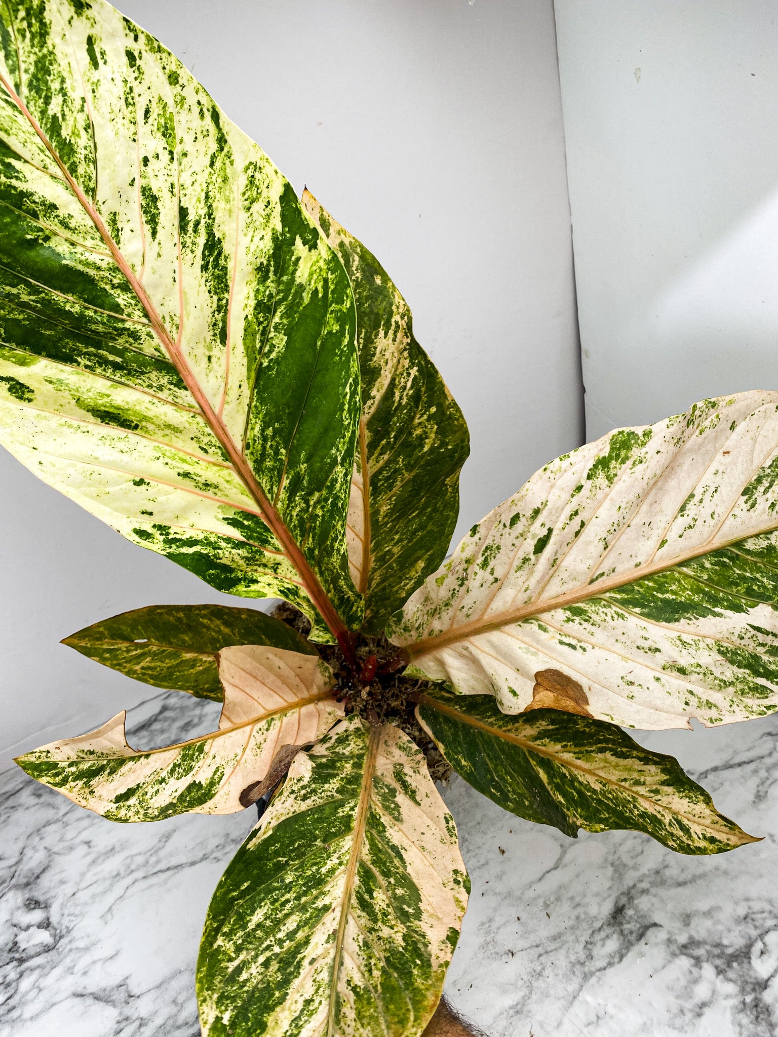 Anthurium Renaissance Variegated 7 leaf top cutting (Pink Dragon)