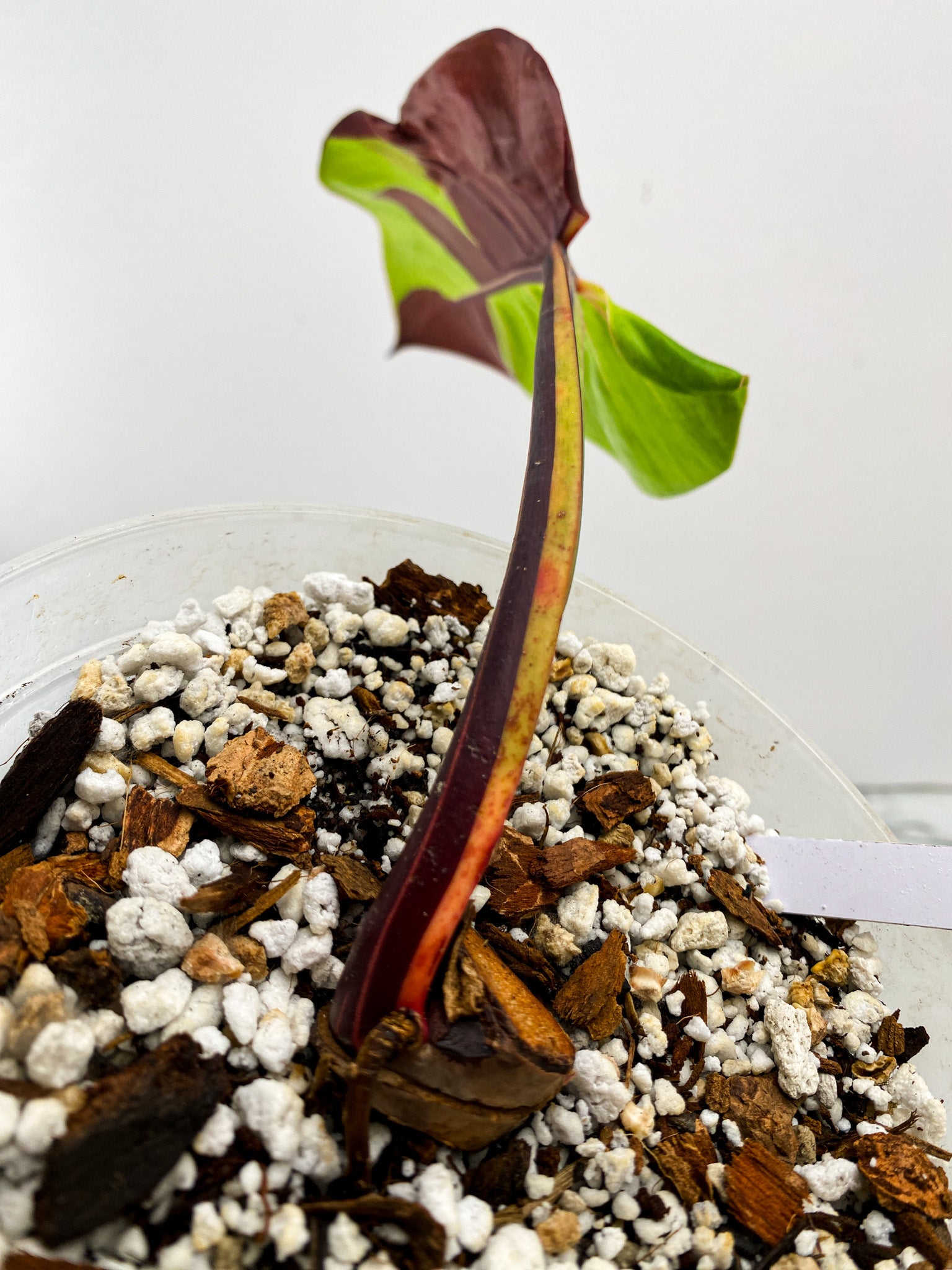 Philodendron Red Moon 1 leaf high variegation