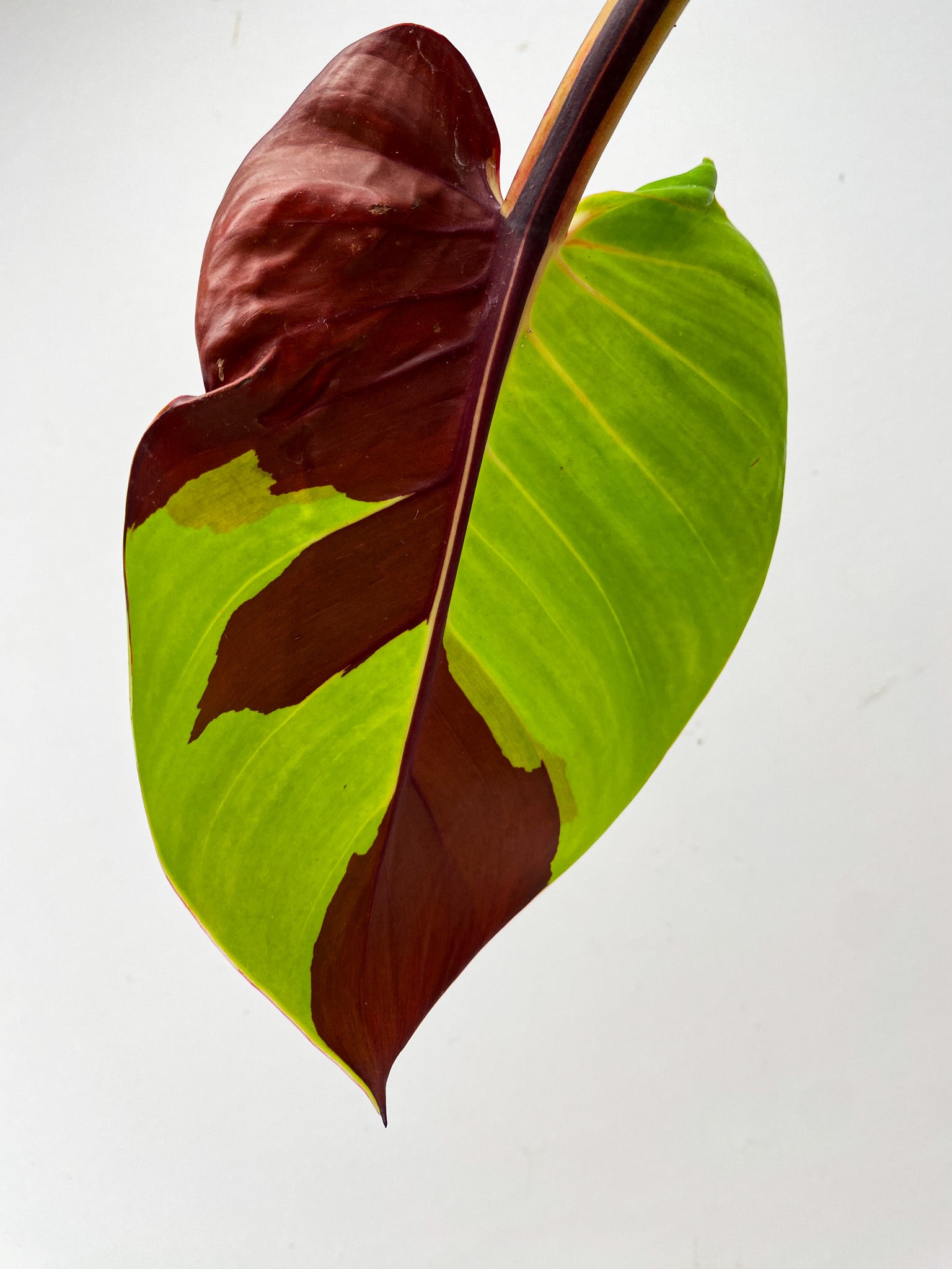 Philodendron Red Moon 1 leaf high variegation