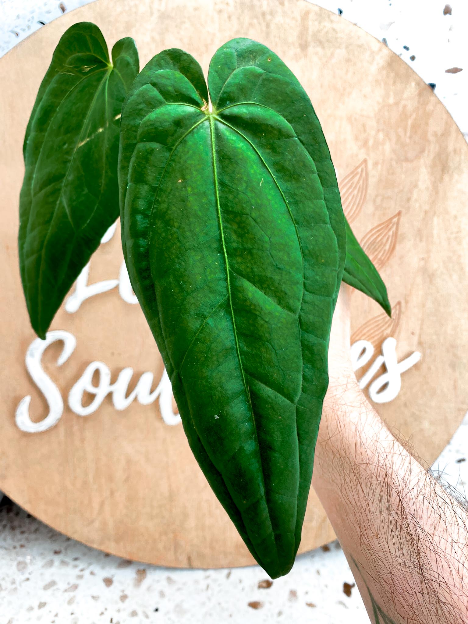 Anthurium Magnificum x Red Dark Phoenix 3 leaf top cutting (slightly rooted)