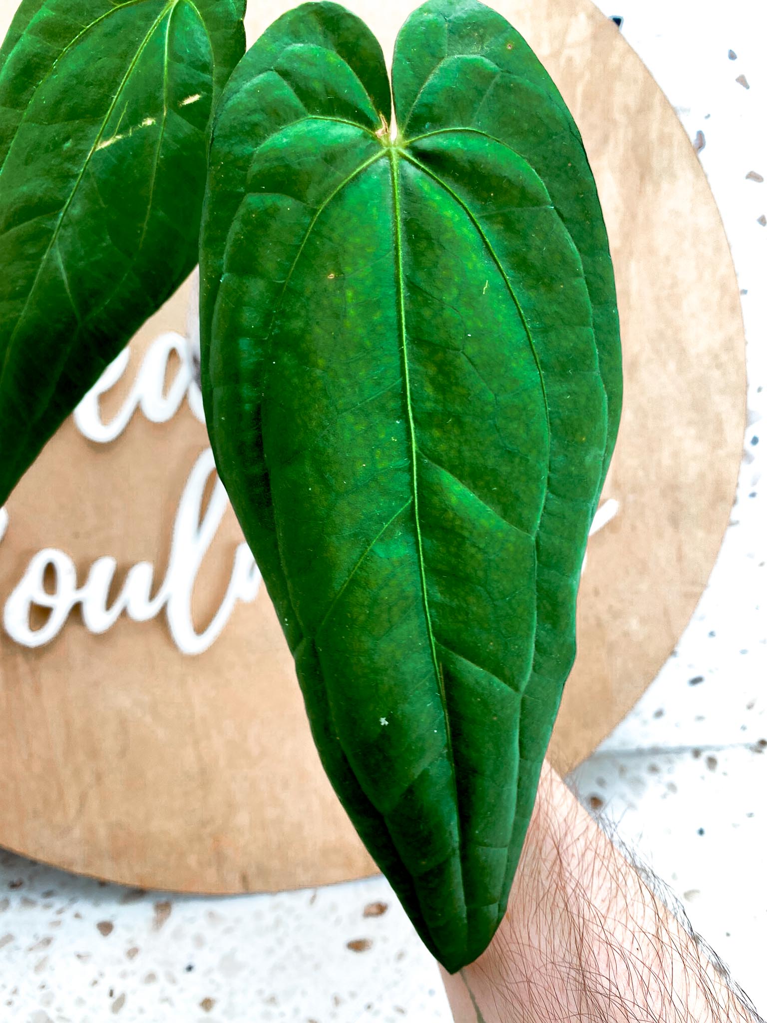 Anthurium Magnificum x Red Dark Phoenix 3 leaf top cutting (slightly rooted)