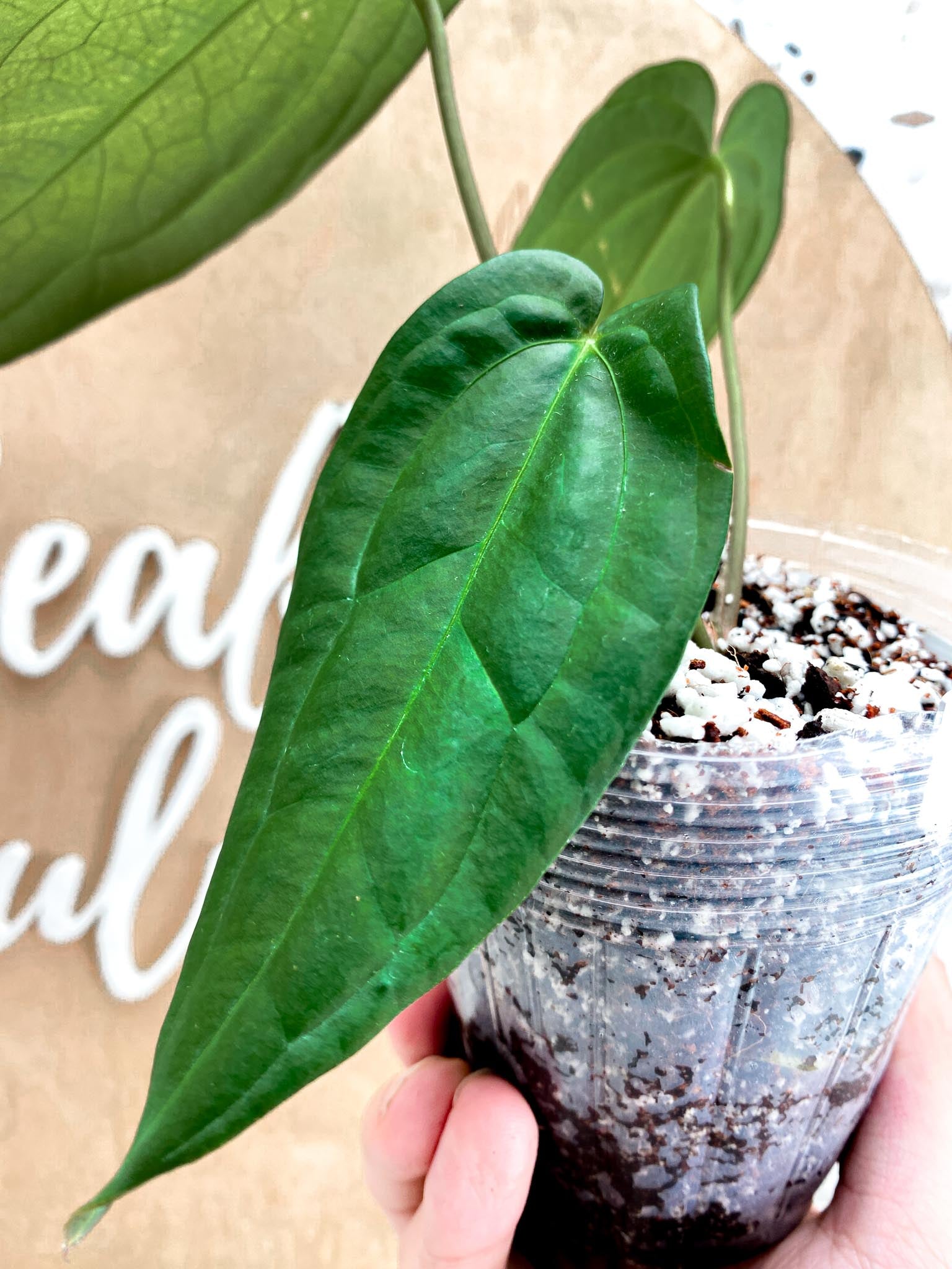 Anthurium Magnificum x Red Dark Phoenix 3 leaf top cutting (slightly rooted)