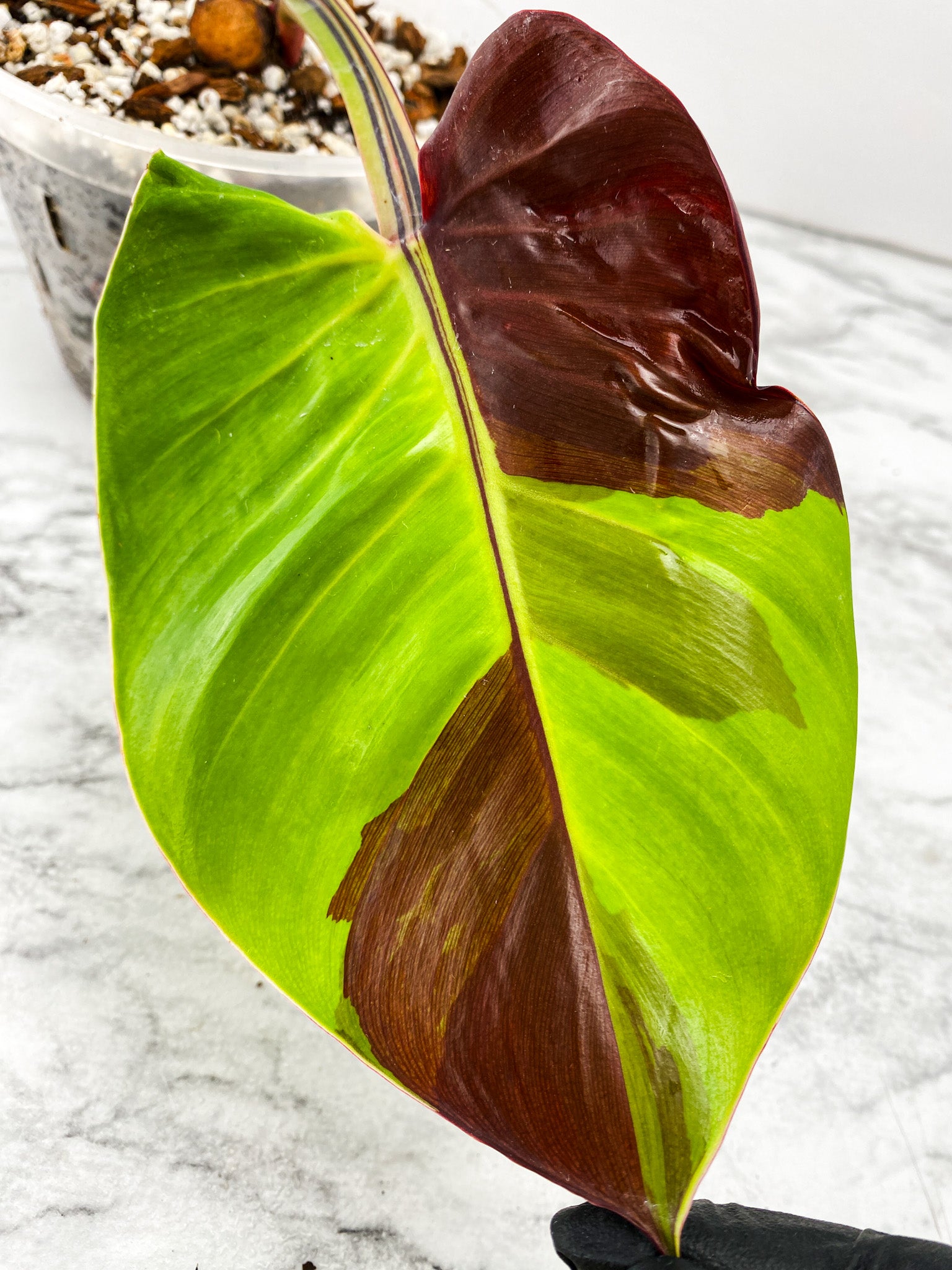 Philodendron Red Moon 1 leaf high variegation