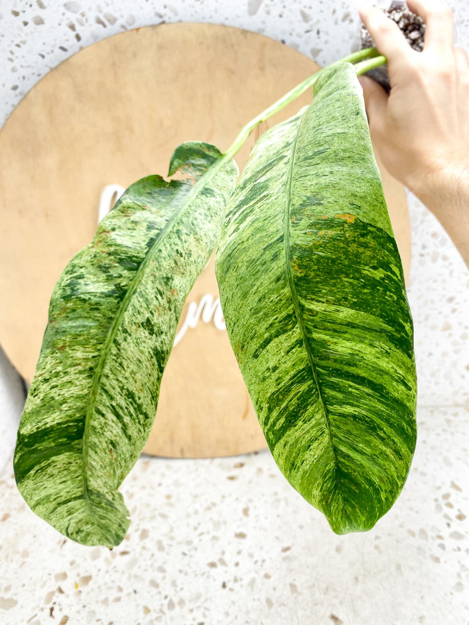 Epipremnum Giganteum Variegated 1-2 leaf plant Multiple Options