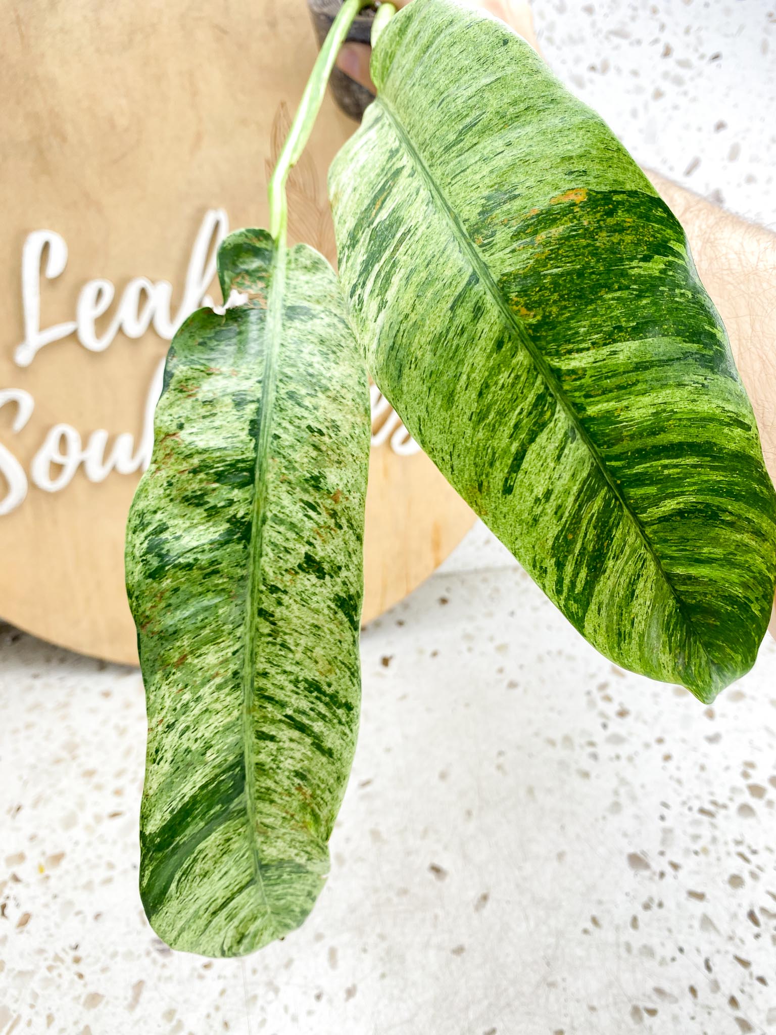 Epipremnum Giganteum Variegated 1-2 leaf plant Multiple Options